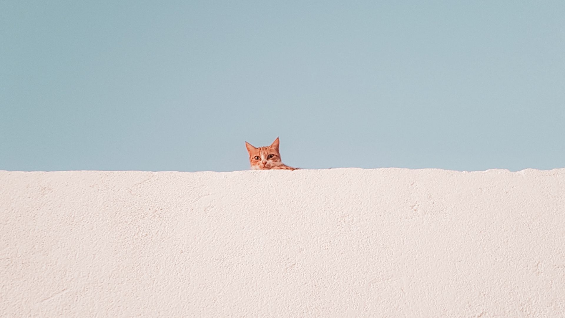 1920x1080 Wallpaper Cat, Wall, Peeking, Funny, Minimalism Fox, Desktop