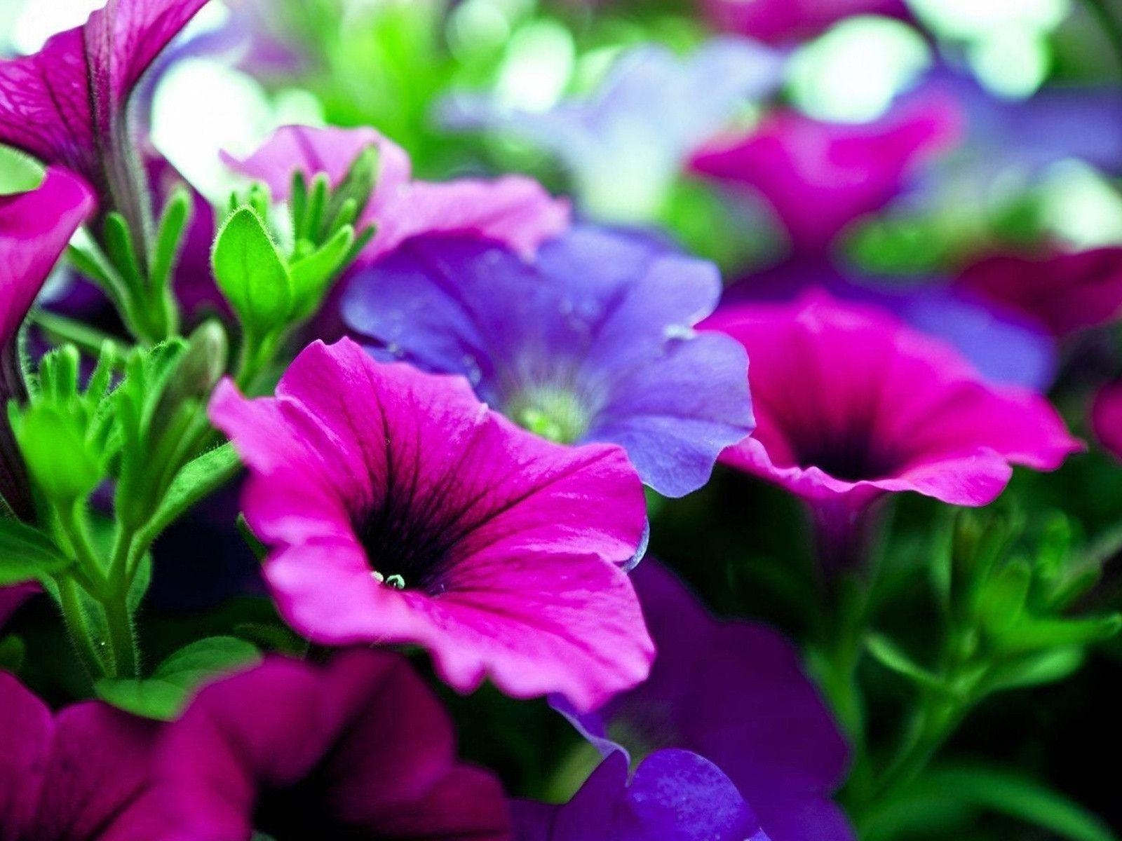 1600x1200 Purple Flowers Wallpaper For Desktop Free Dow 9252 Full HD, Desktop