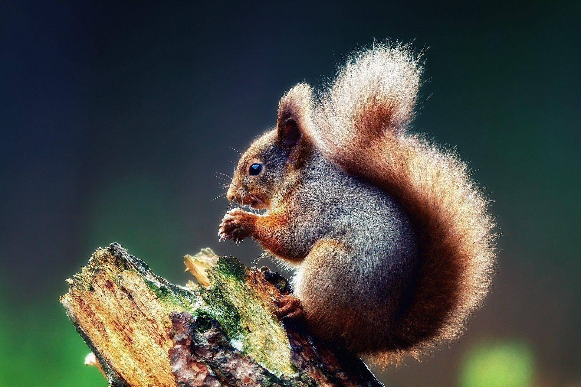 1920x1280 Cute Squirrel HD Wallpaper Wallpaper Inn, Desktop