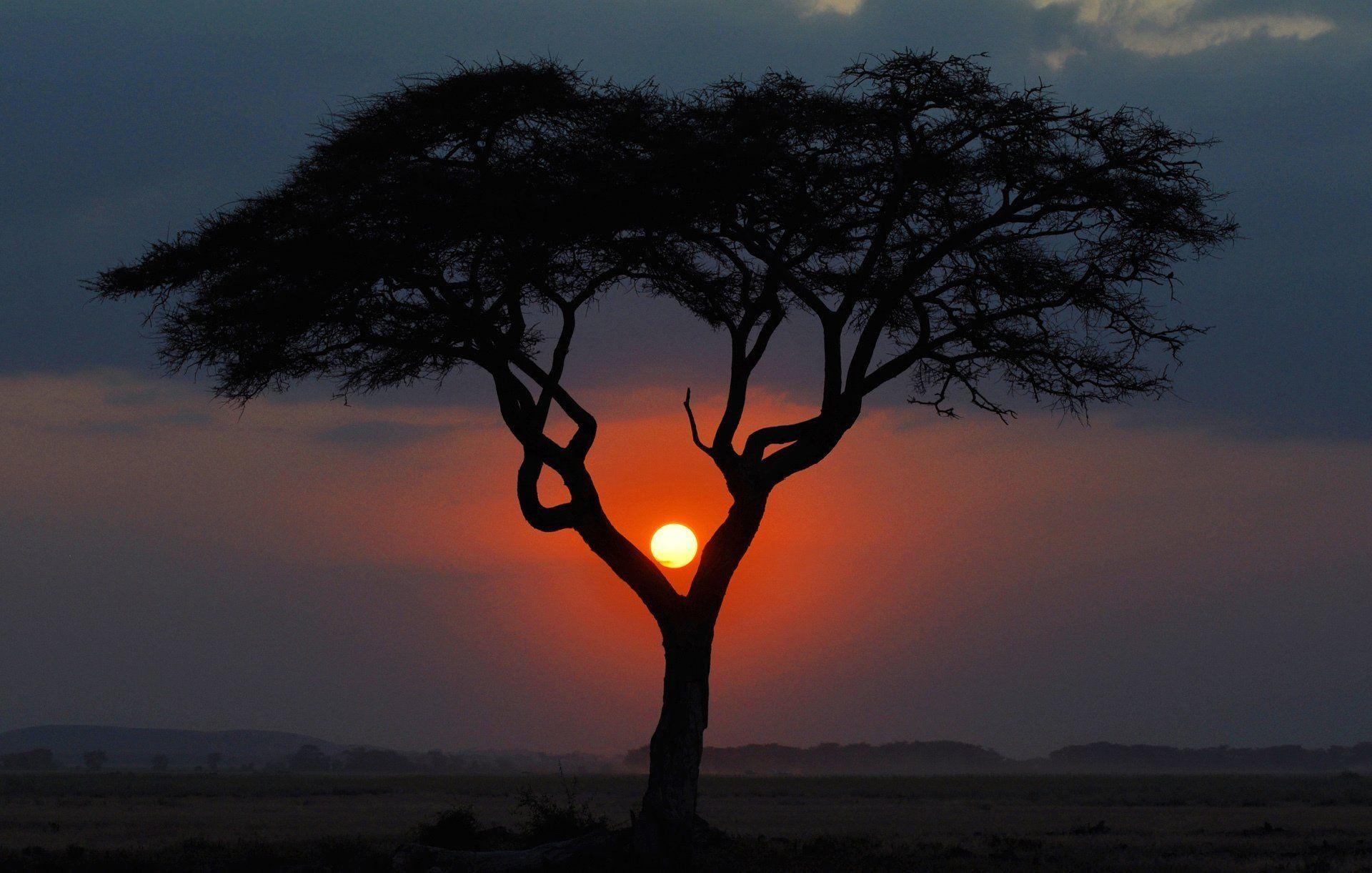 1920x1230 africa night tree sunset kenya landscape savannah sun HD wallpaper, Desktop