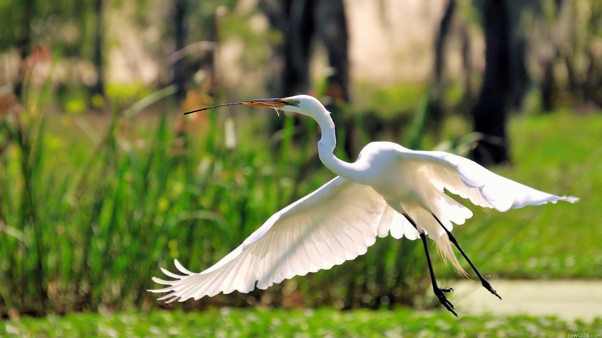 1920x1080 Wallpaper,  px, birds, egret, egrets, flying, great, herons, nature, Desktop