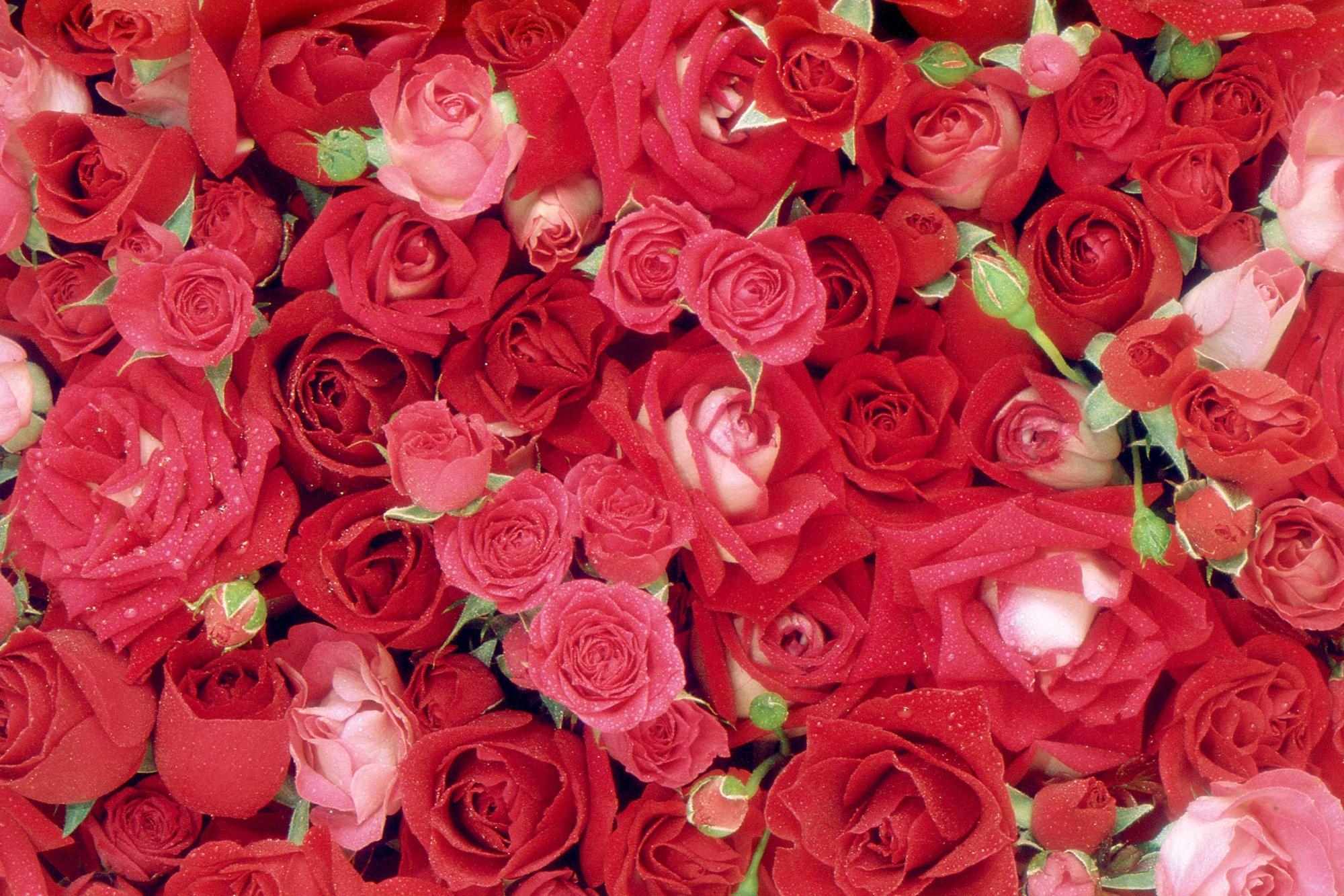 2000x1340 Wallpaper Roses (24), Desktop