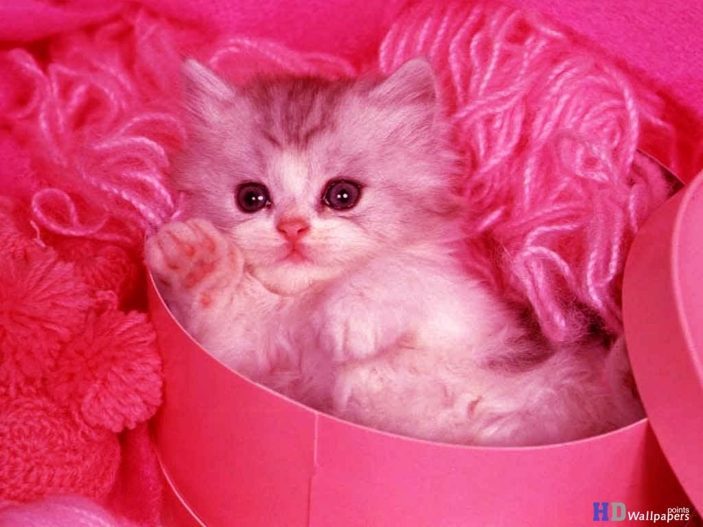 1030x770 Cool Beautiful Pink Cute Kittens Wallpaper, Desktop