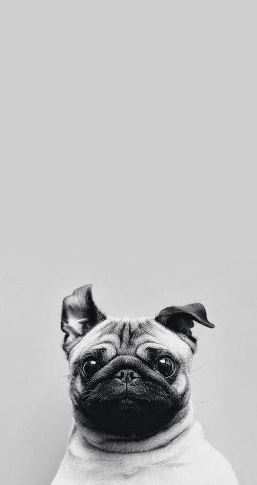 860x1610 Cute #pug iPhone Wallpaper. Tap to see Collection of Cute, Phone