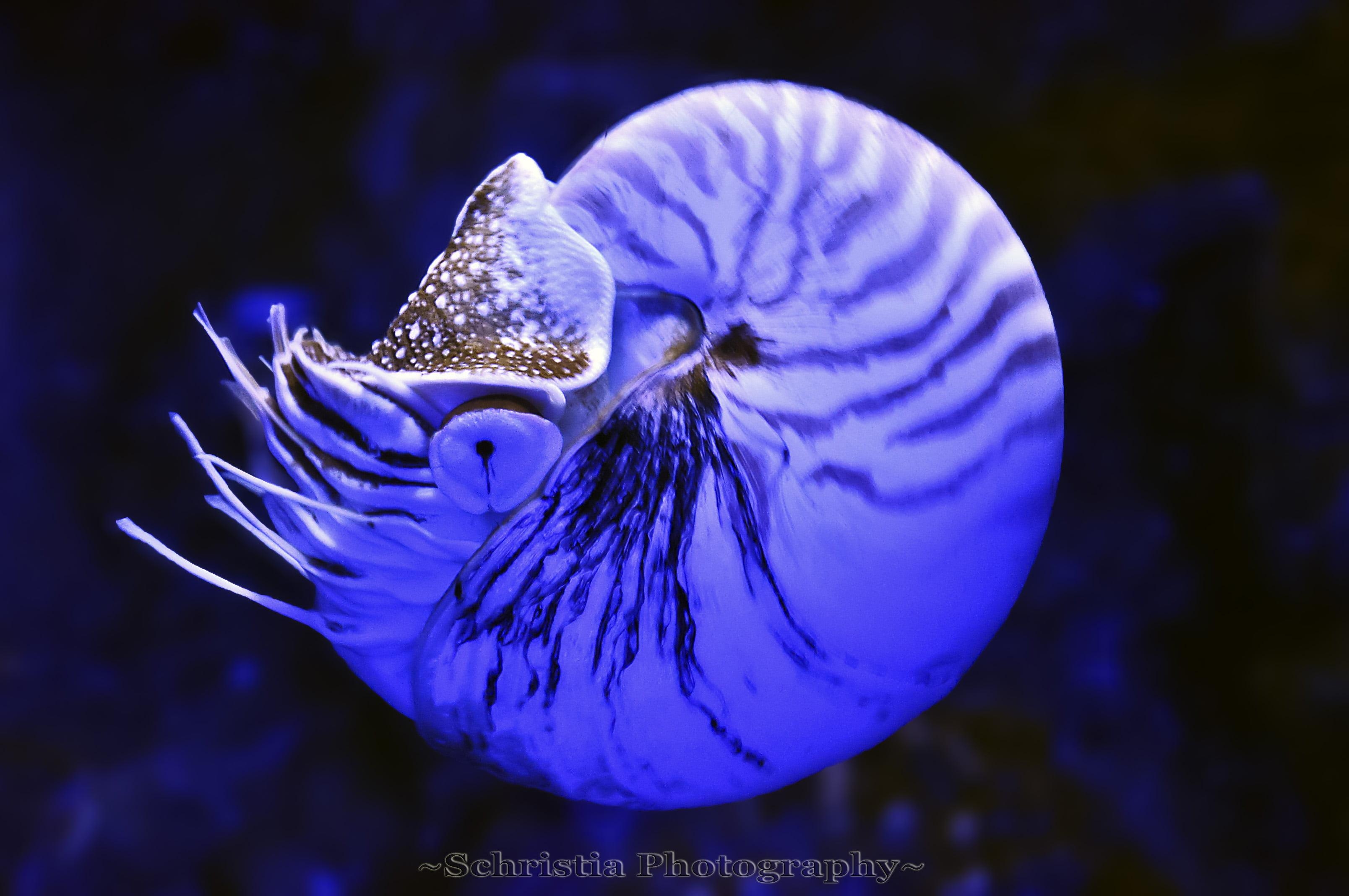 3220x2140 Under water photography of blue squid, nautilus HD wallpaper, Desktop