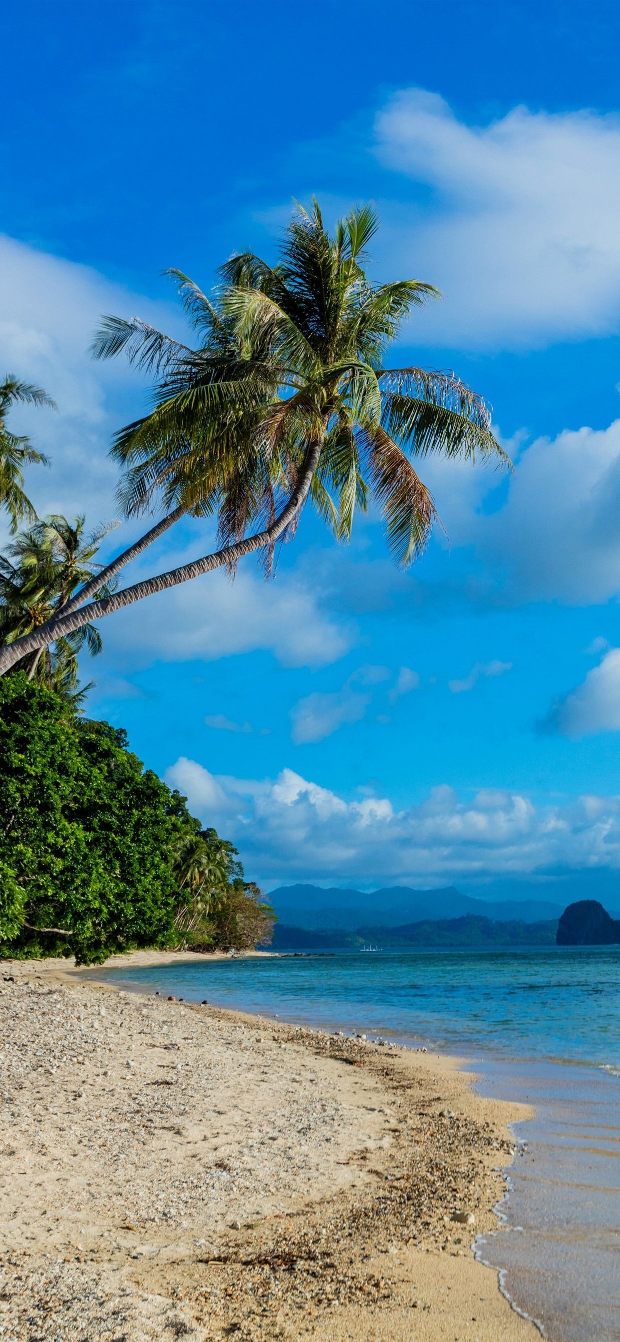 1250x2690 Philippines, beach, palm trees, mountains, sea  iPhone 11, Phone