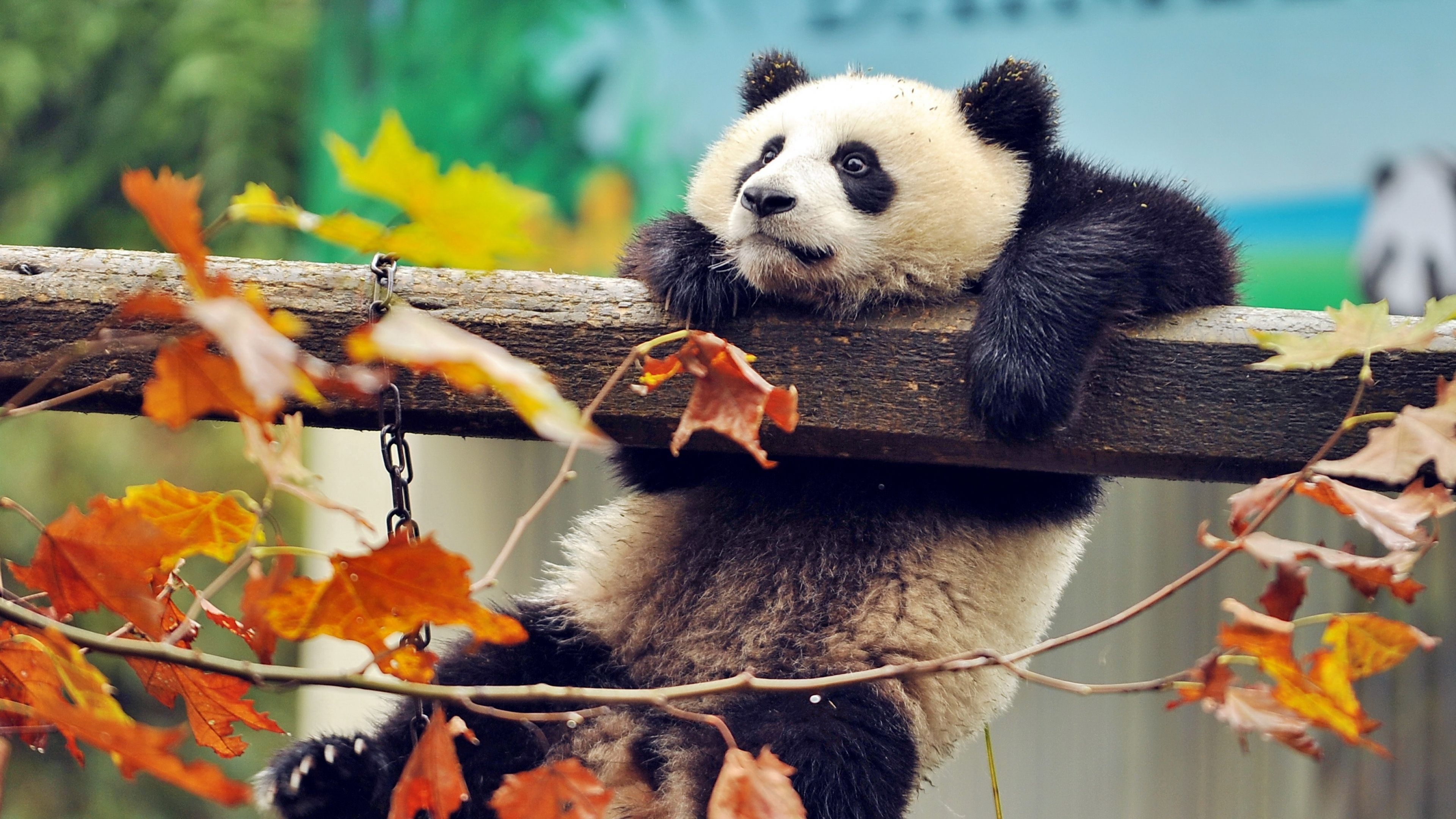 3840x2160 4K Panda Wallpaper Free 4K Panda Background, Desktop