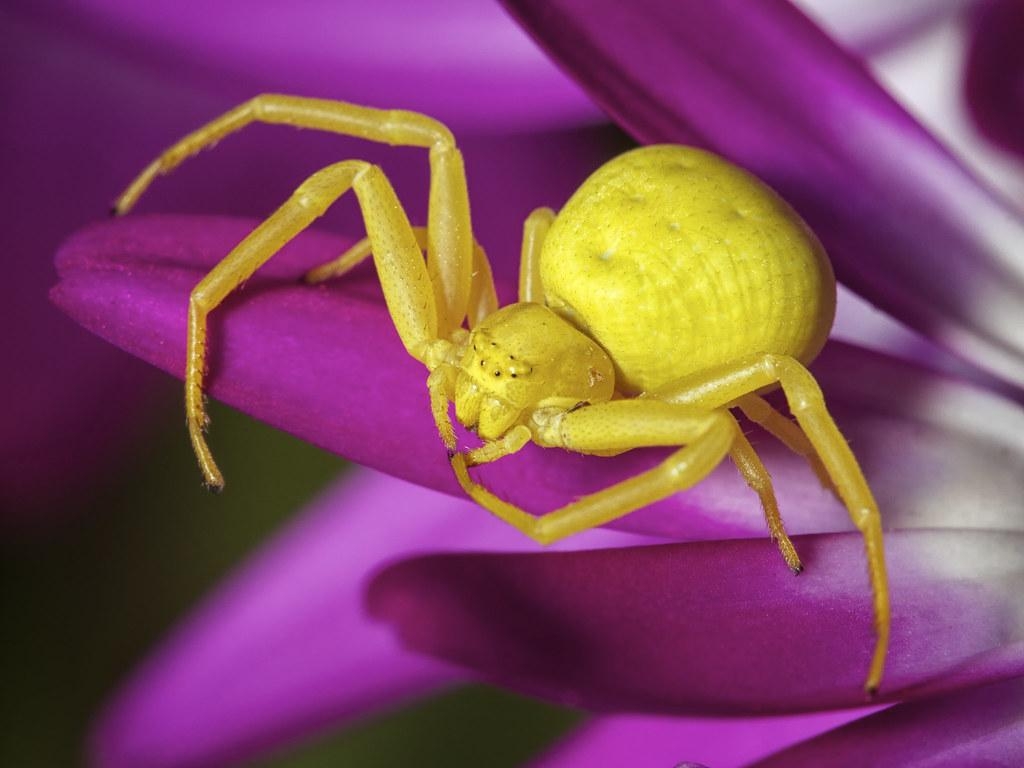 1030x770 Camouflage Fail (Crab Spider). I was actually taking pictur, Desktop