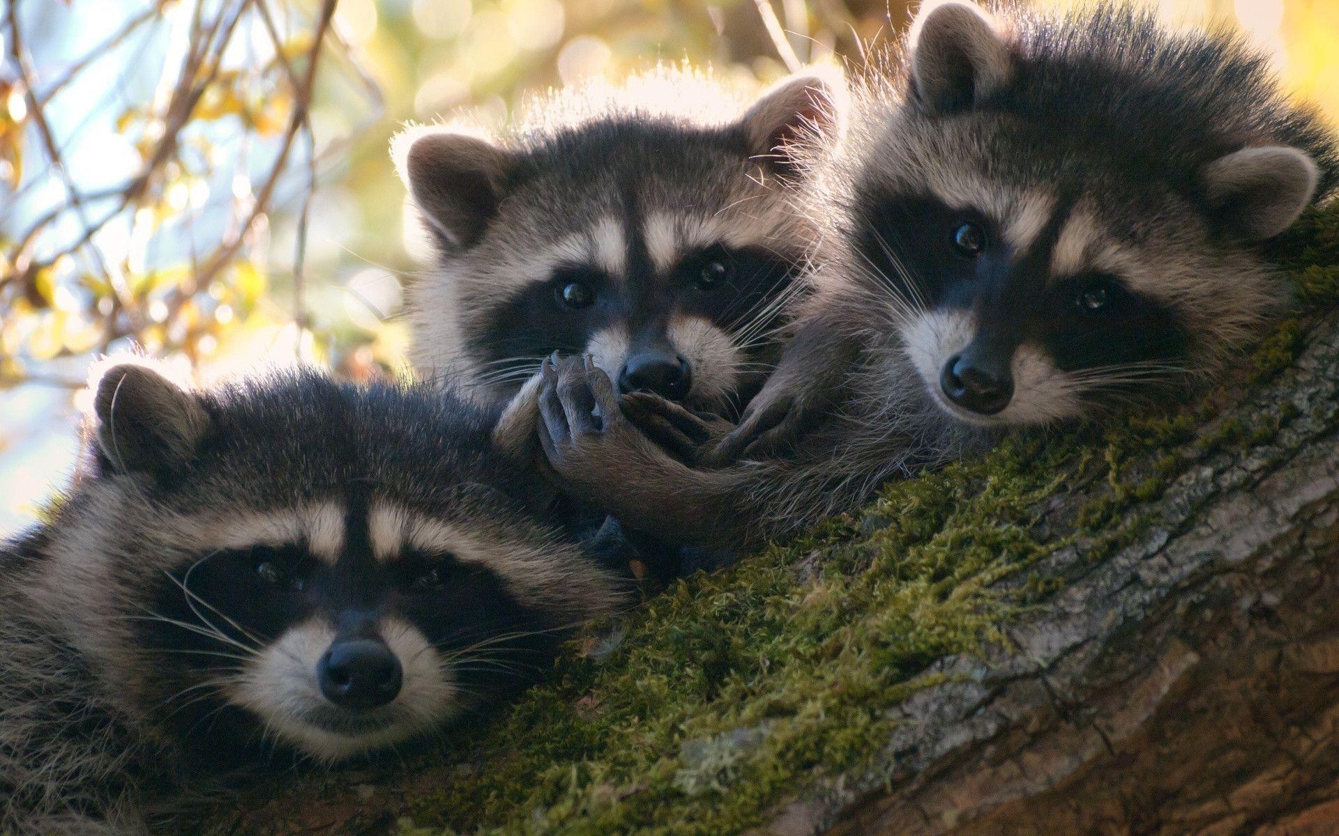 1920x1200 Raccoon Computer Wallpaper, Desktop Background  Id: 312646, Desktop