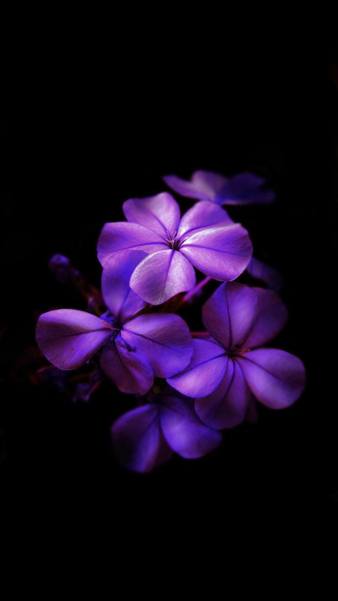 1080x1920 Amoled Wallpaper 24. Purple flowers wallpaper, Phone