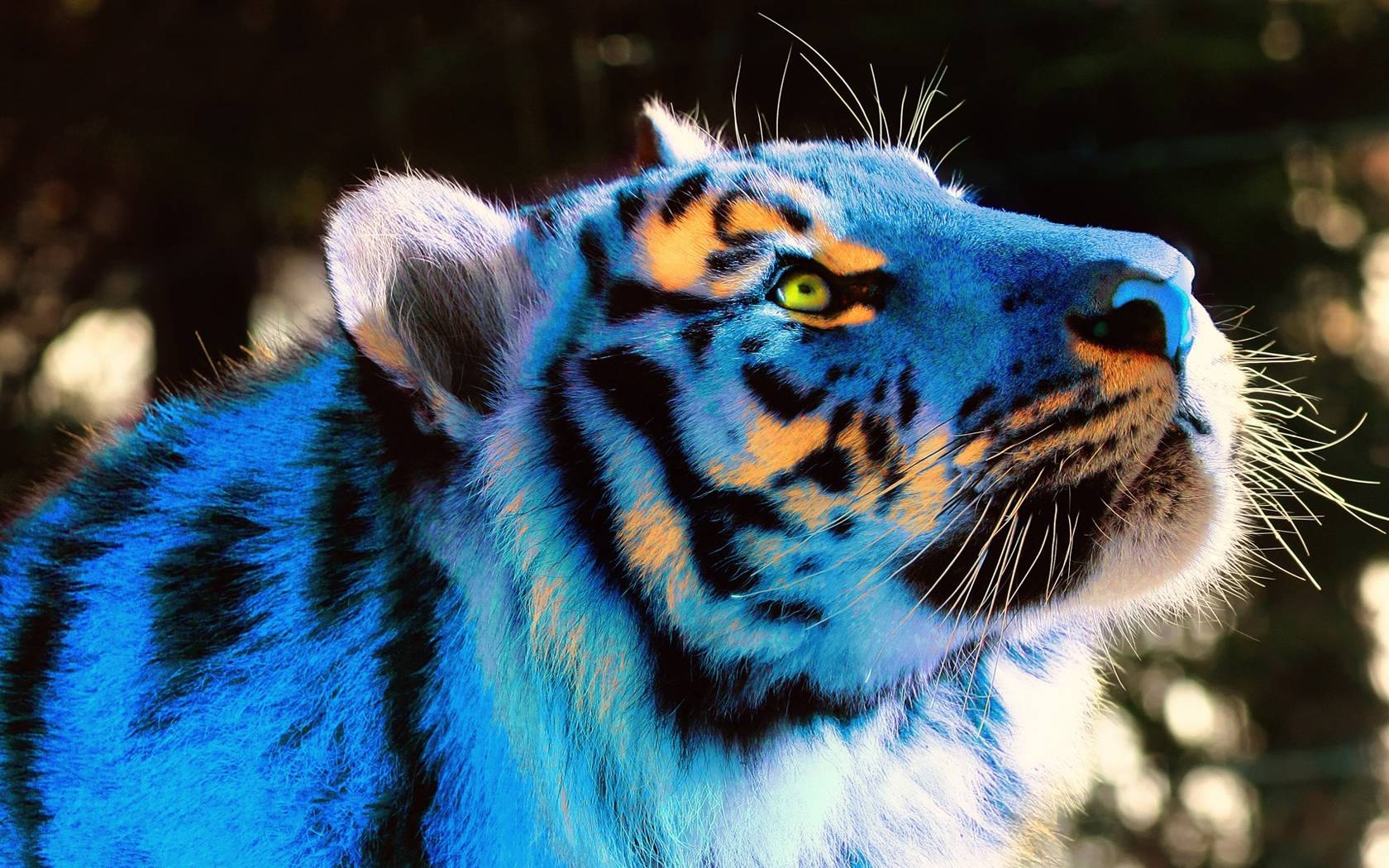 1680x1050 Wallpaper For > Cool Colorful Tiger Wallpaper, Desktop