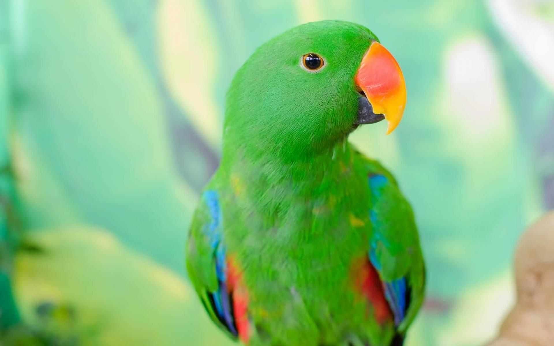 1920x1200 Parrot Wallpaper 12 X 1333, Desktop