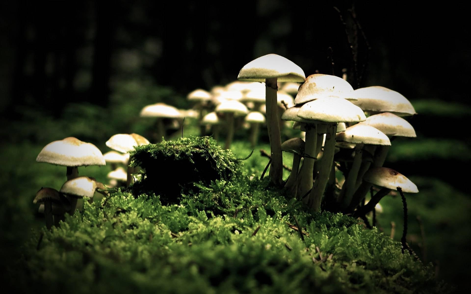 1920x1200 Forest Mushrooms Wallpaperx1200, Desktop