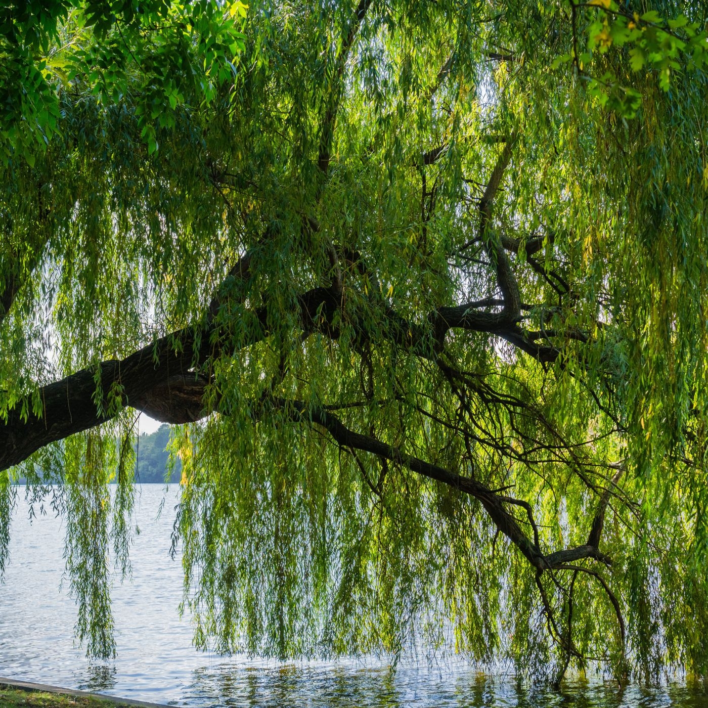 1400x1400 Everything You Need to Know About Weeping Willow Trees Old House, Phone