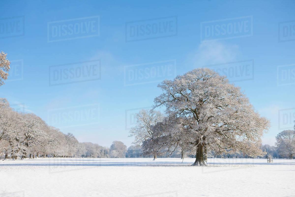 1200x800 Trees and field in snow covered winter landscape, Desktop