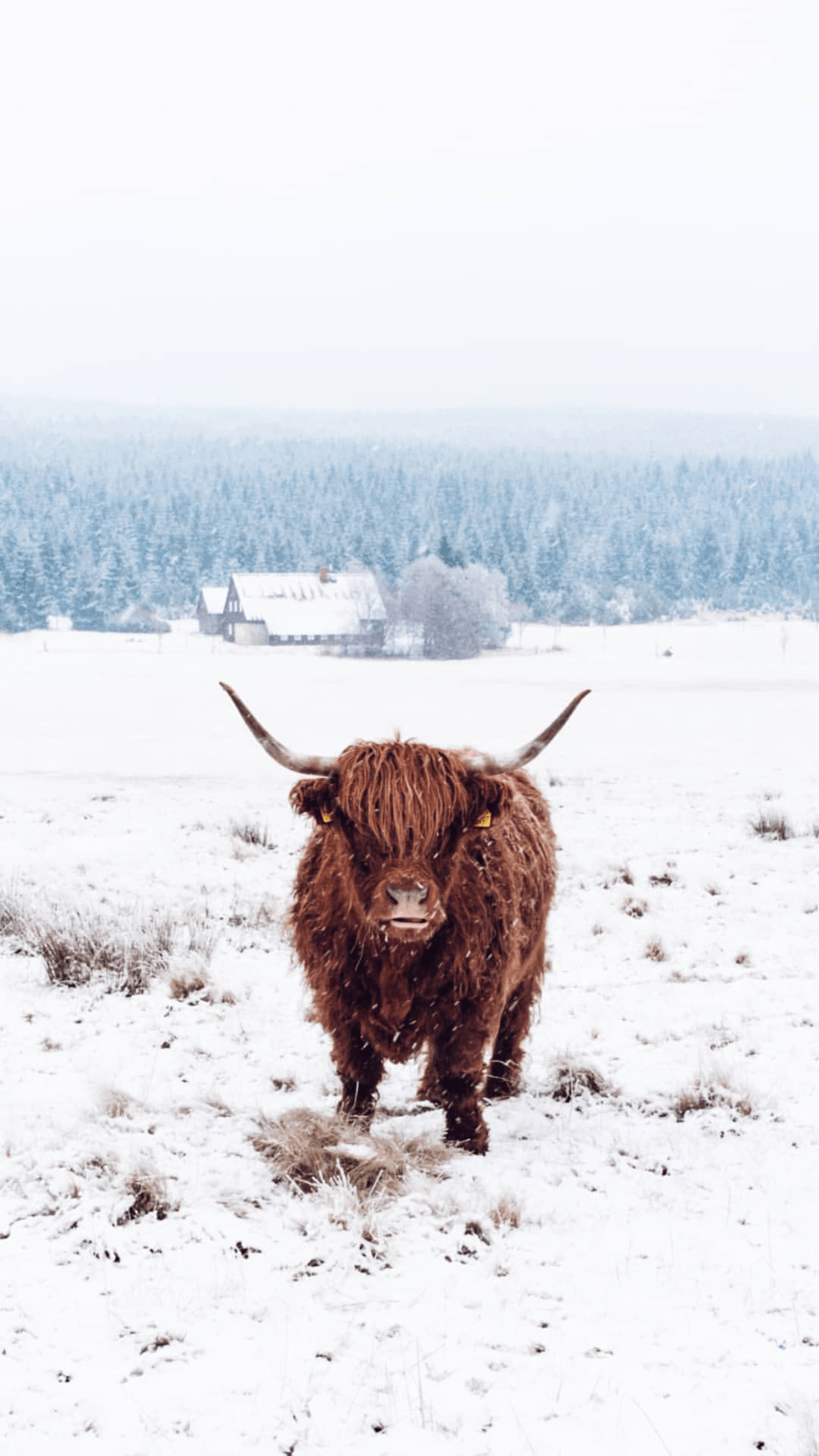 1250x2210 Highland Cow. All the animals. Cow wallpaper, Cow, Phone