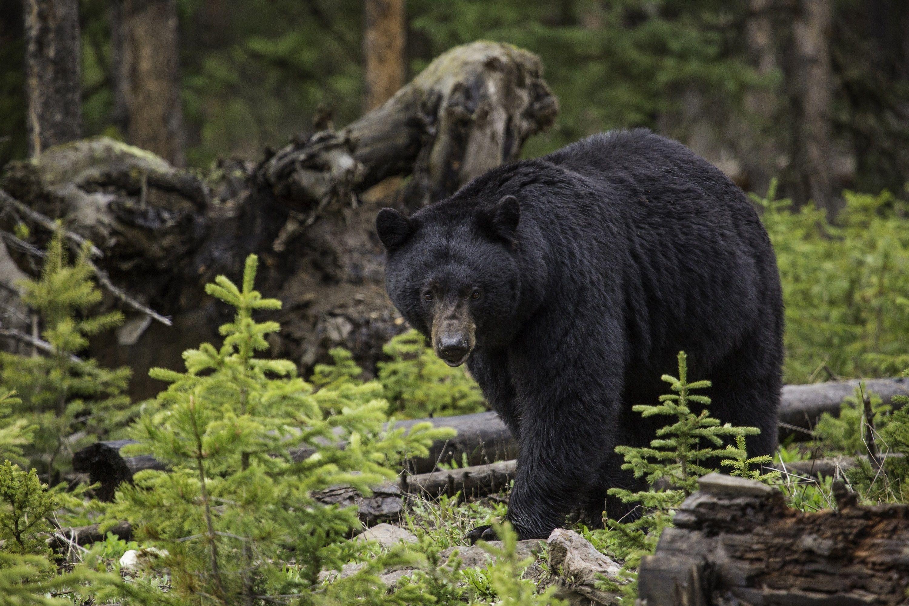 3000x2000 Black Bear HD Wallpaper, Desktop