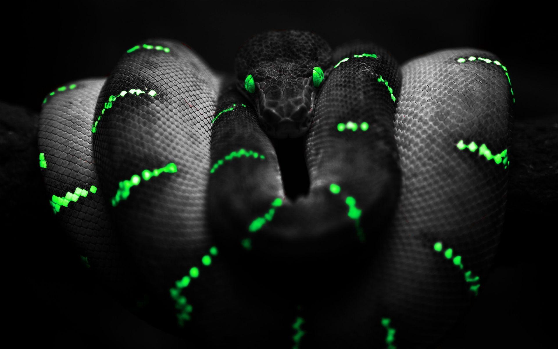 1920x1200 Dangerous Black And Green Snake. HD Animals and Birds Wallpaper, Desktop