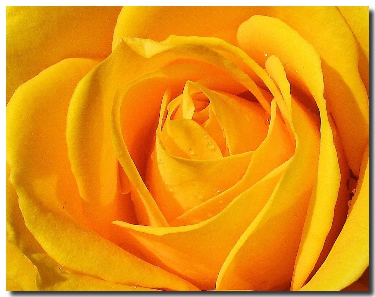 1250x990 Yellow Flower Wallpaper, Desktop