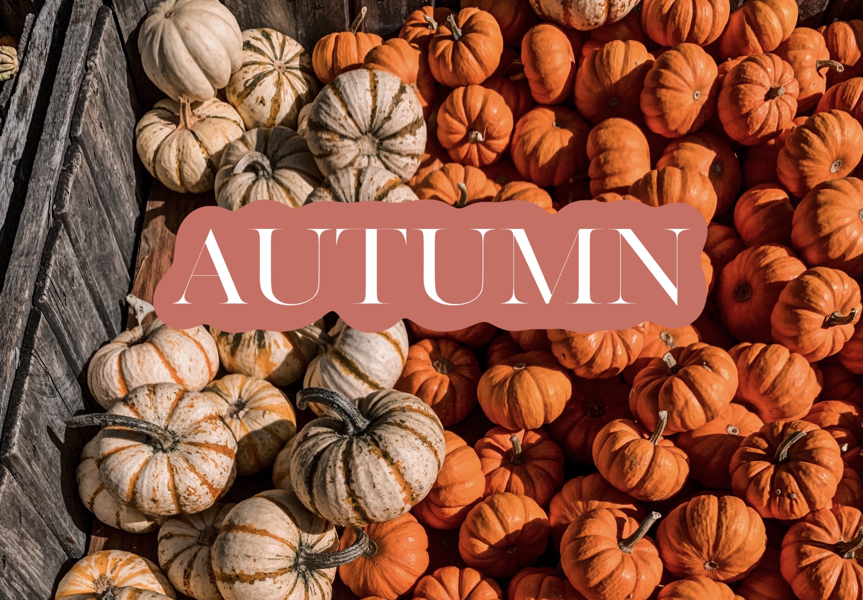 3030x2110 Fall Festivities: Abma's Farm, Desktop