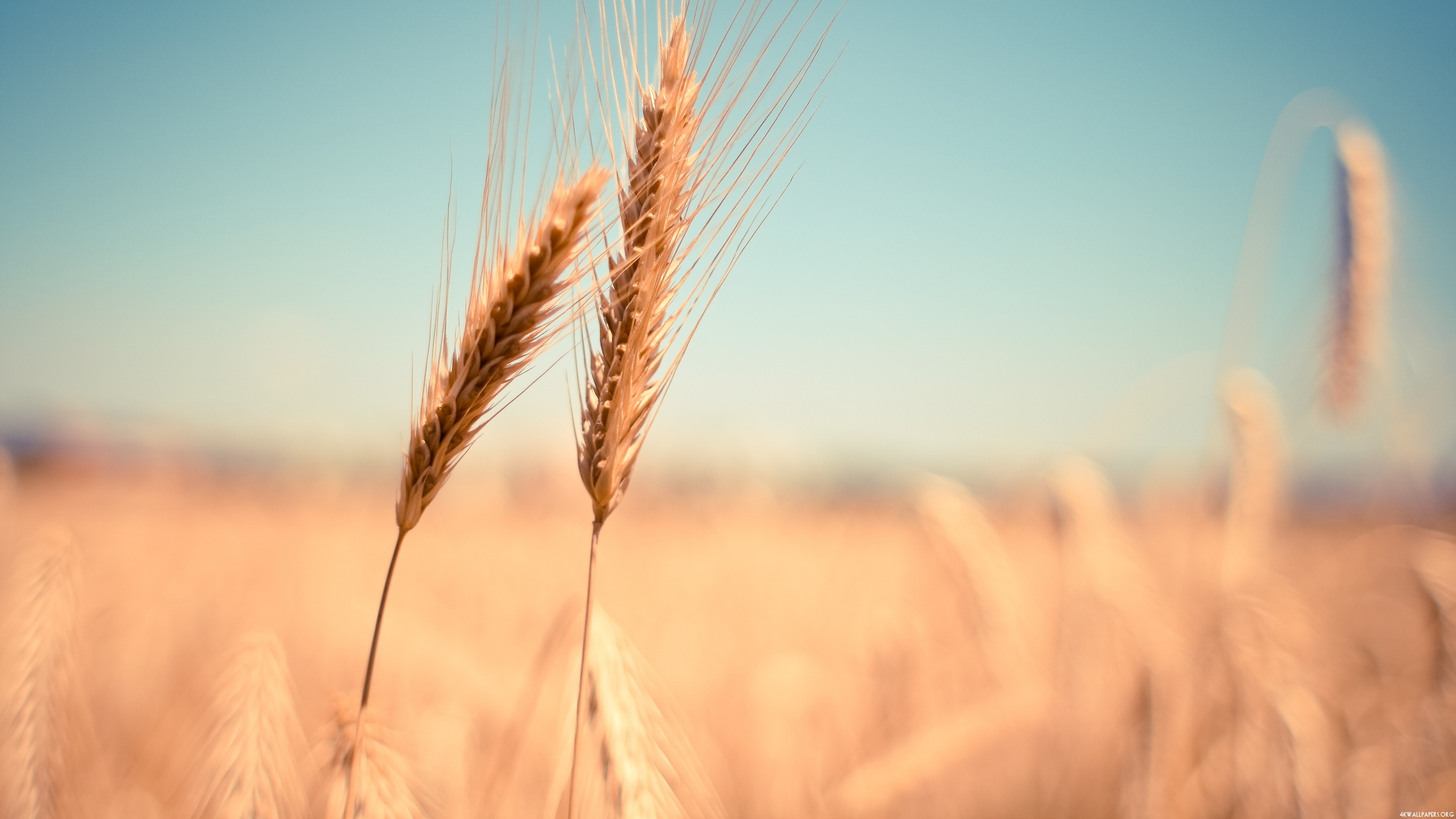 3840x2160 4K Wheat Fields Wallpaper, Desktop