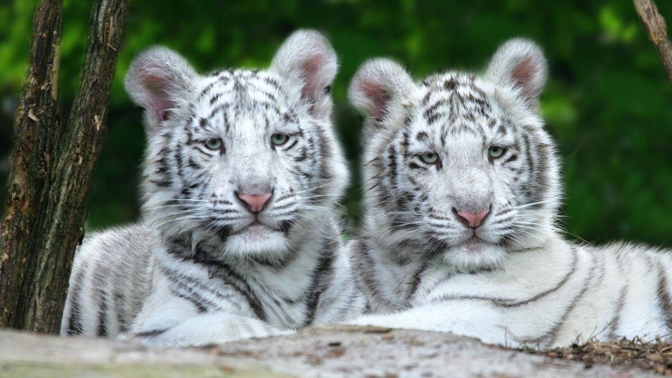 1370x770 White Tiger Cubs widescreen wallpaper. Wide, Desktop