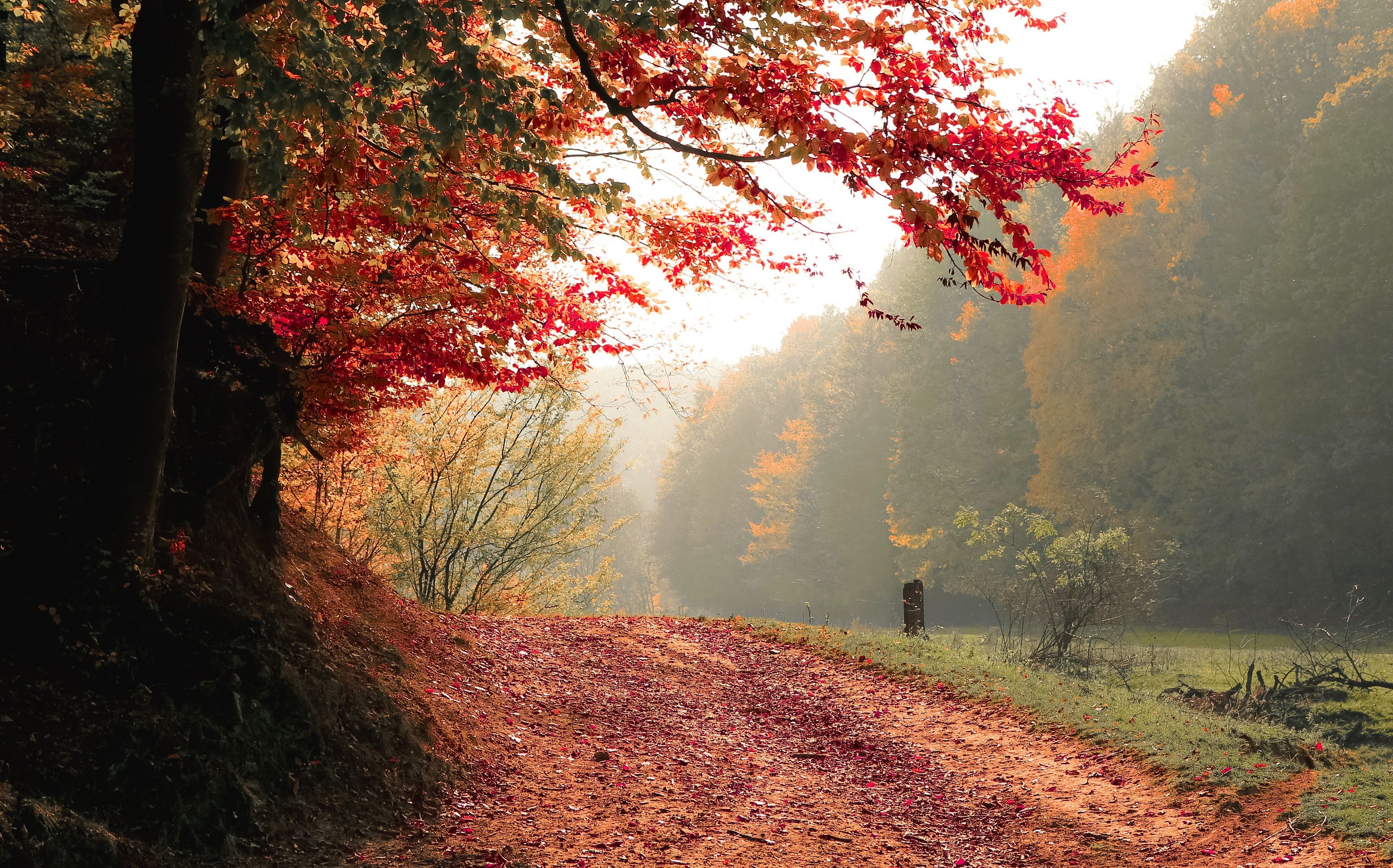 3120x1950 Autumn Tree Fall 4k Wallpaper, HD Nature Wallpaper, 4k Wallpaper, Image, Background, Photos and Picture, Desktop