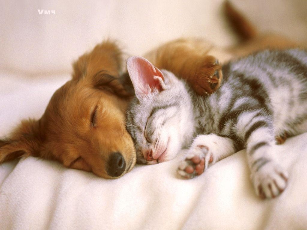 1030x770 Cute Cats And Puppies Wallpaper Cute Dog Wallpaper Cute Puppies, Desktop