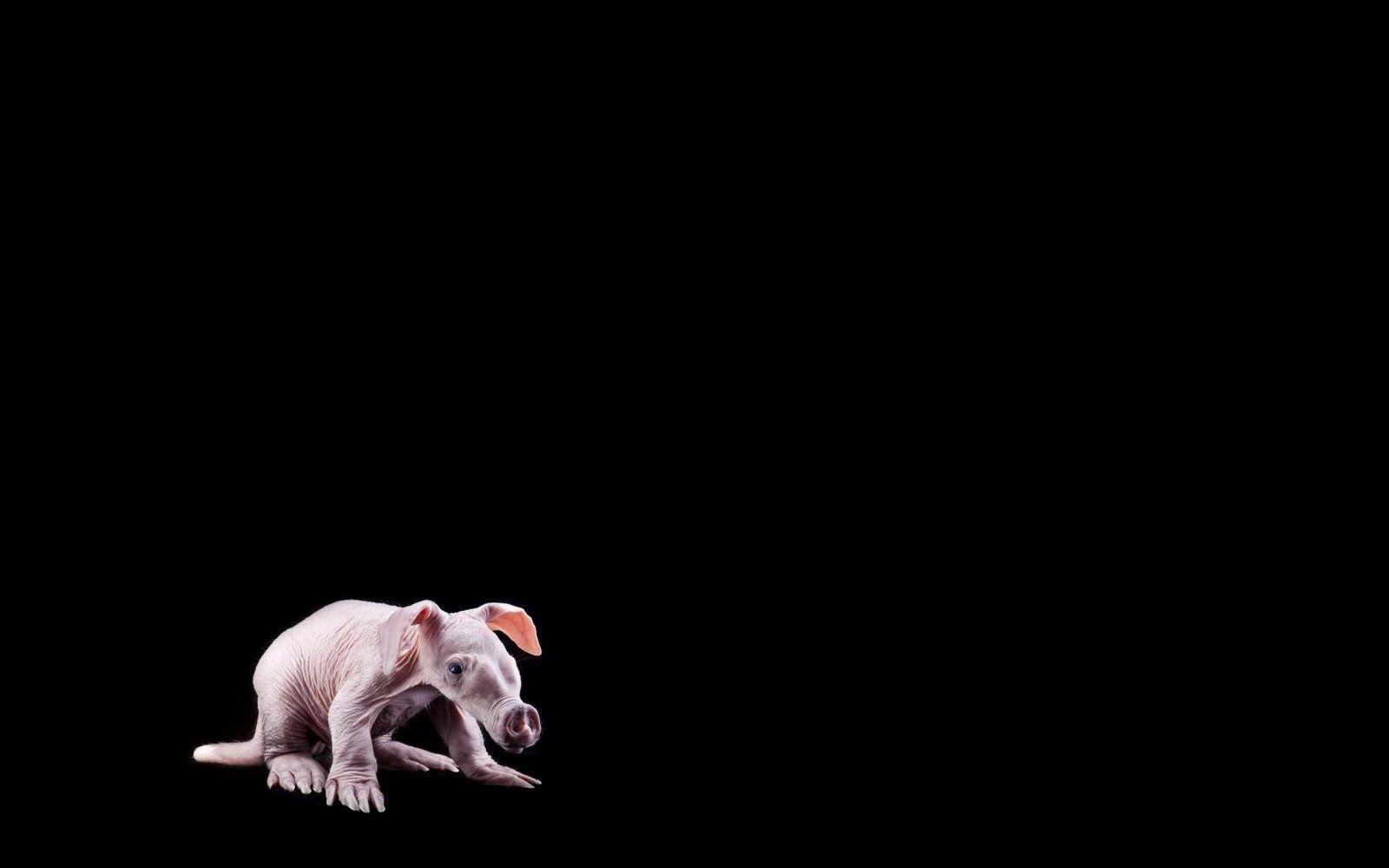 1600x1000 Aardvark Wallpaper Animal Spot, Desktop