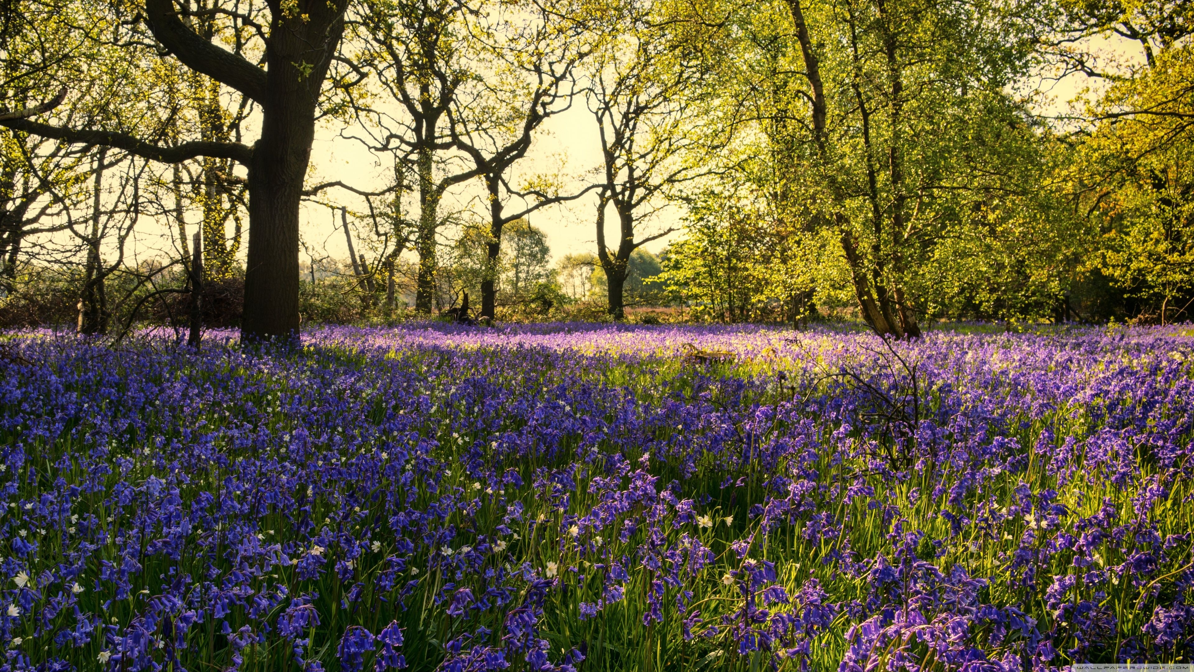 3840x2160 Bluebells Flowers, Woods, Spring Ultra HD Desktop Background Wallpaper for 4K UHD TV, Widescreen & UltraWide Desktop & Laptop, Tablet, Desktop