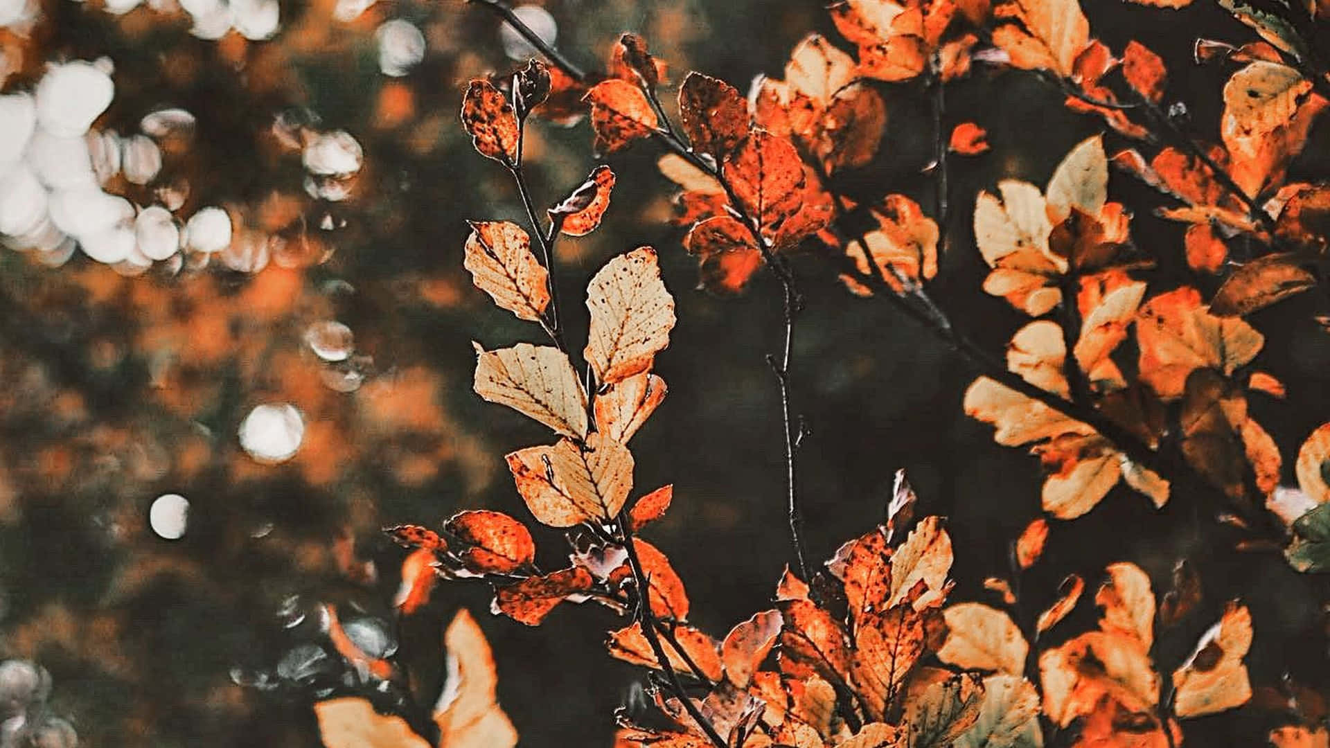 1920x1080 Fall Aesthetic Desktop Wallpaper, Desktop