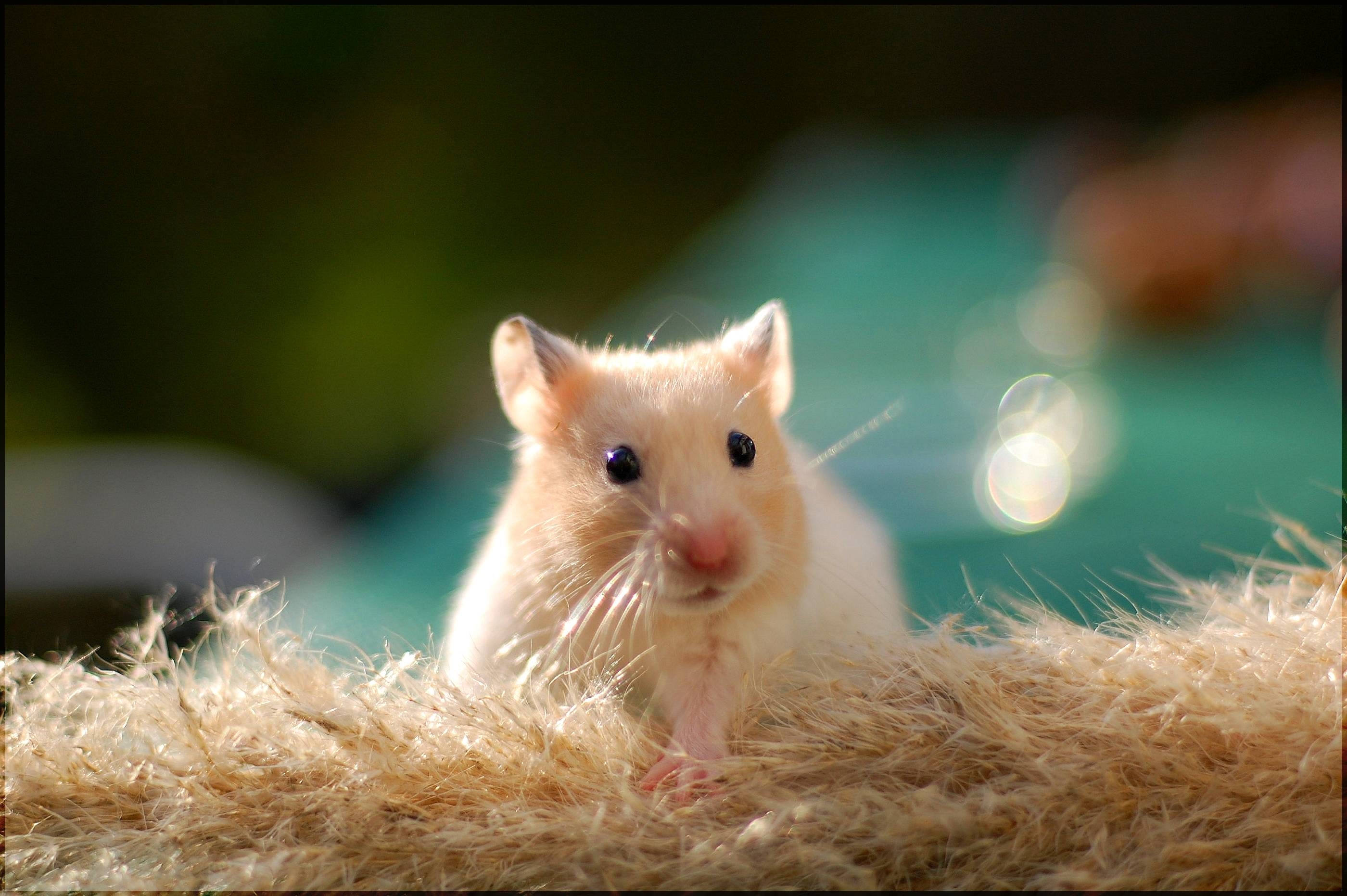 2800x1870 Cute Hamster Wallpaper Desktop Wallpaper. AWS HD Wallpaper, Desktop