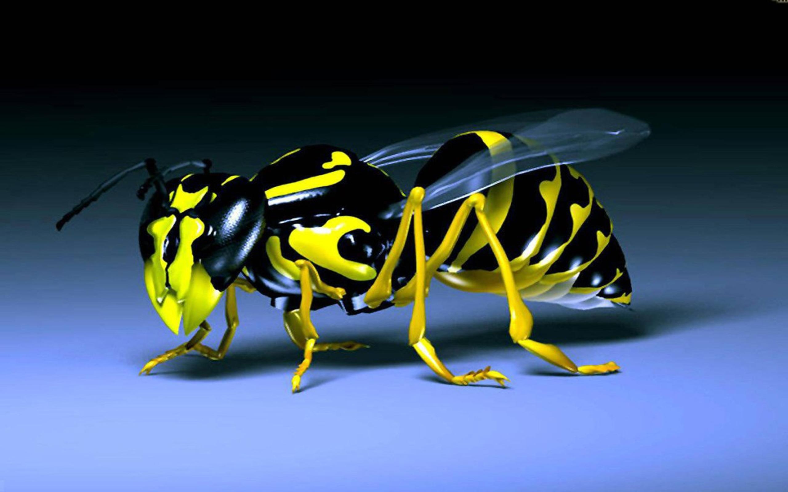 2560x1600 Wasp Black And Yellow Insect Desktop HD Wallpaper, Desktop