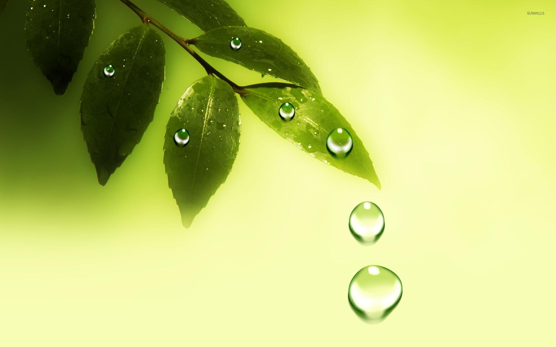 1920x1200 Water drops on the leaves wallpaper Art wallpaper, Desktop