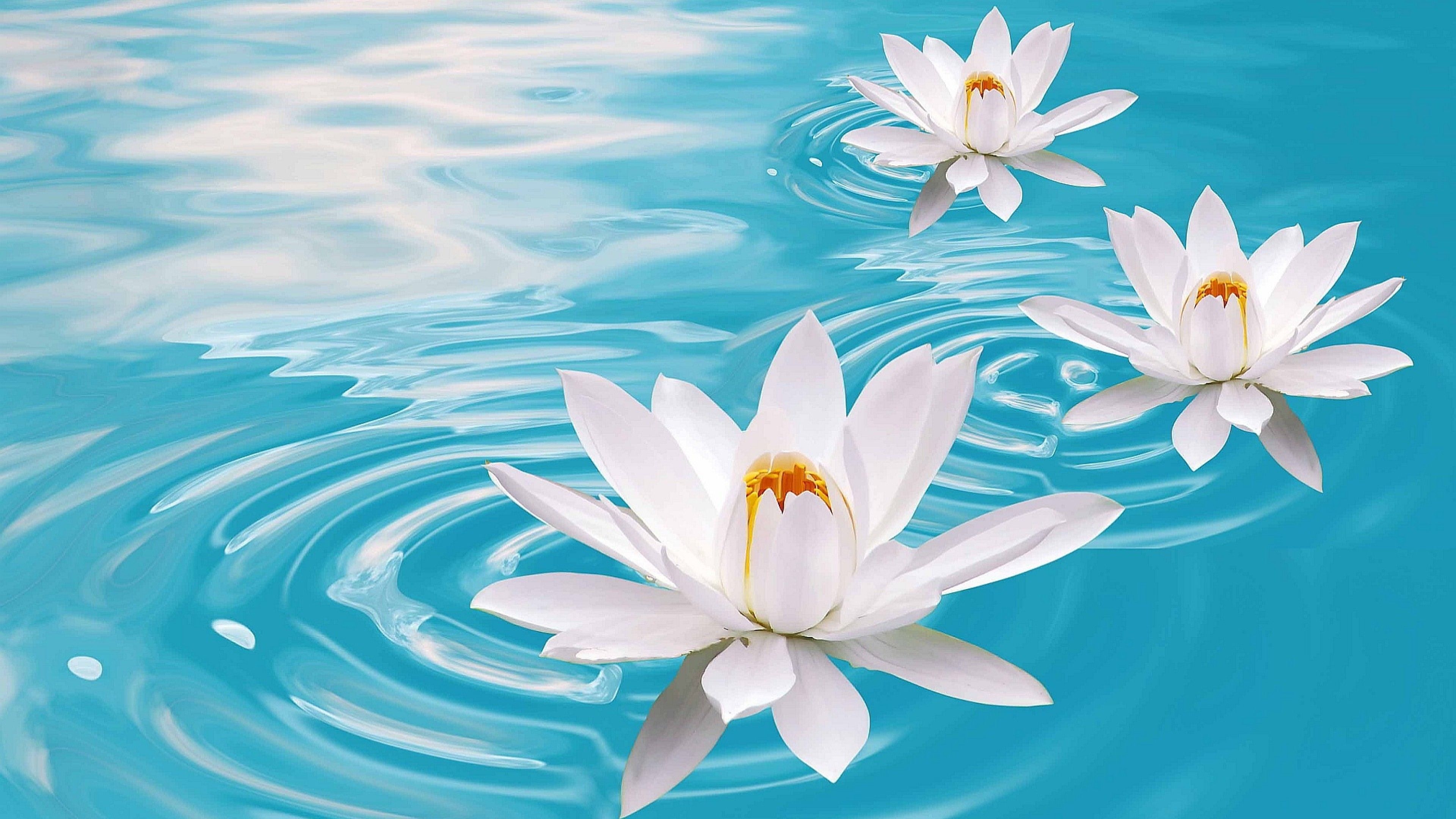 3840x2160 lotus, flower, water, 4k, Desktop