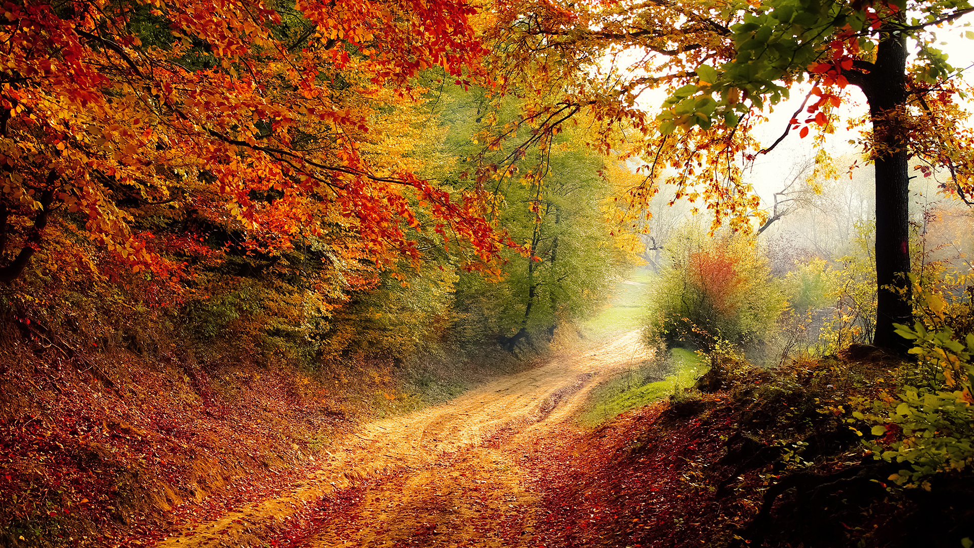 1920x1080 Autumn Road Wallpaper For Chromebook, Desktop