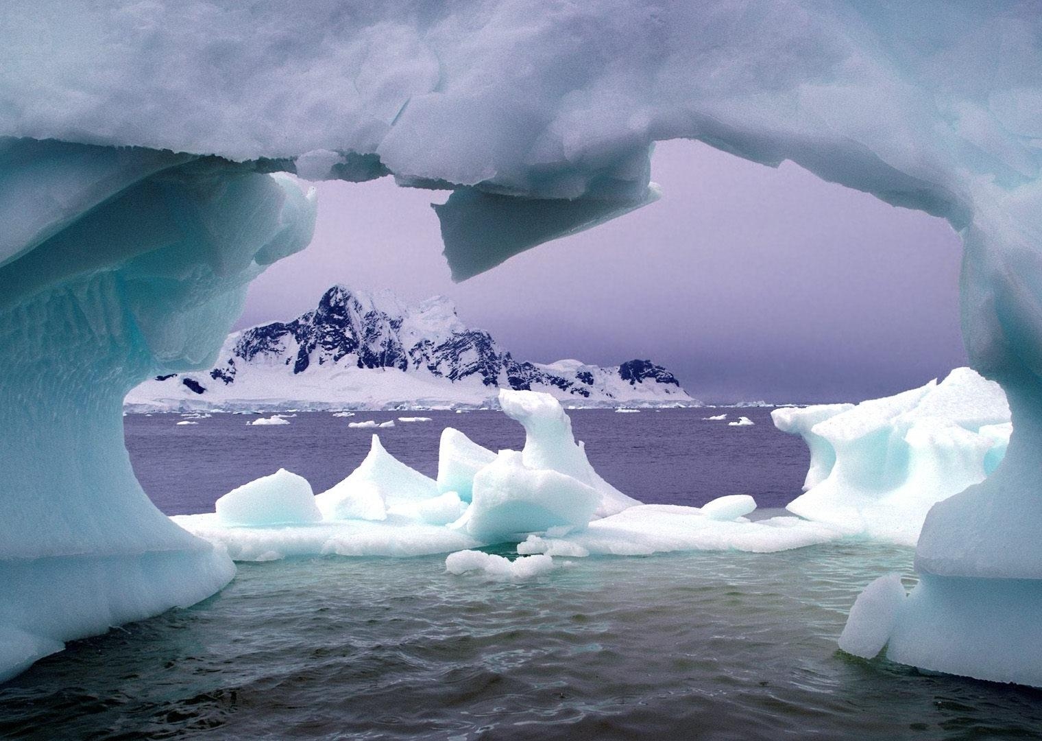 1520x1080 Displaying animals of antartica Picture on Animal Picture Society, Desktop