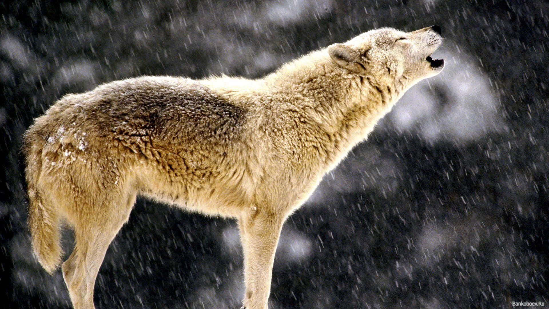 1920x1080 Three Wolves Howling Wallpaper, Desktop