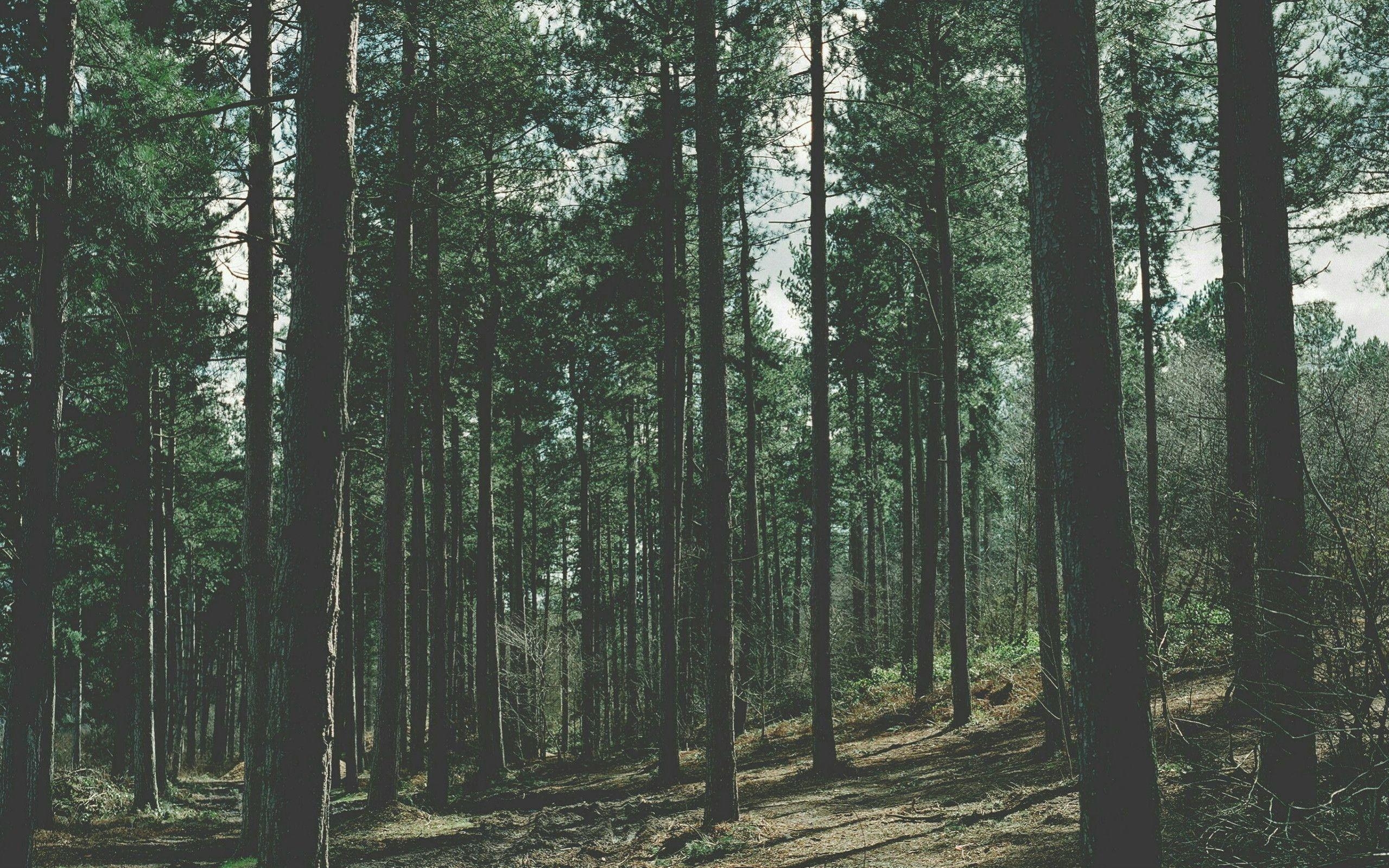 2560x1600 Aesthetic Forest Wallpaper Free Aesthetic Forest, Desktop