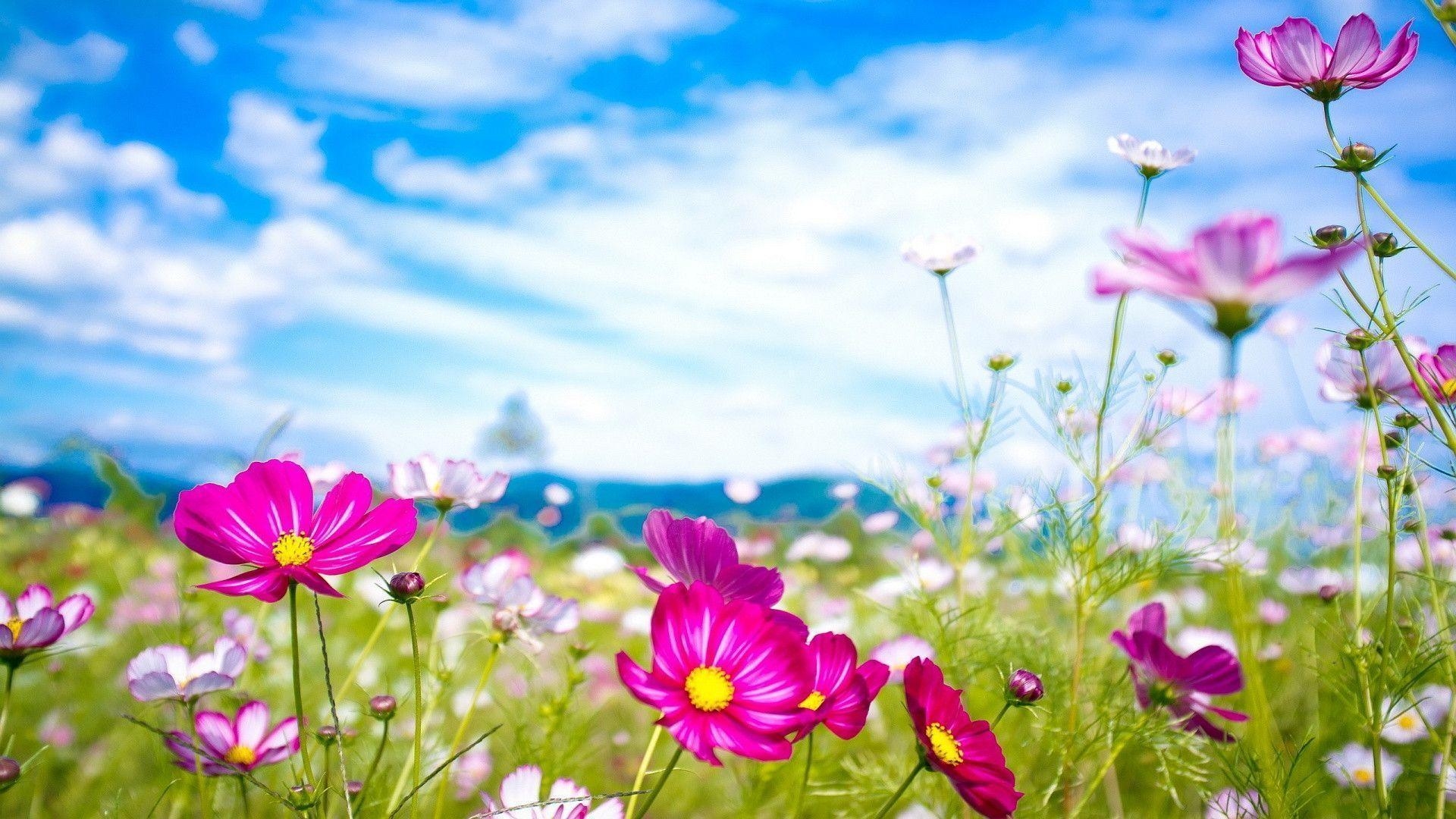 1920x1080 Summer Flower Picture Widescreen 2 HD Wallpaper. Hdimges, Desktop