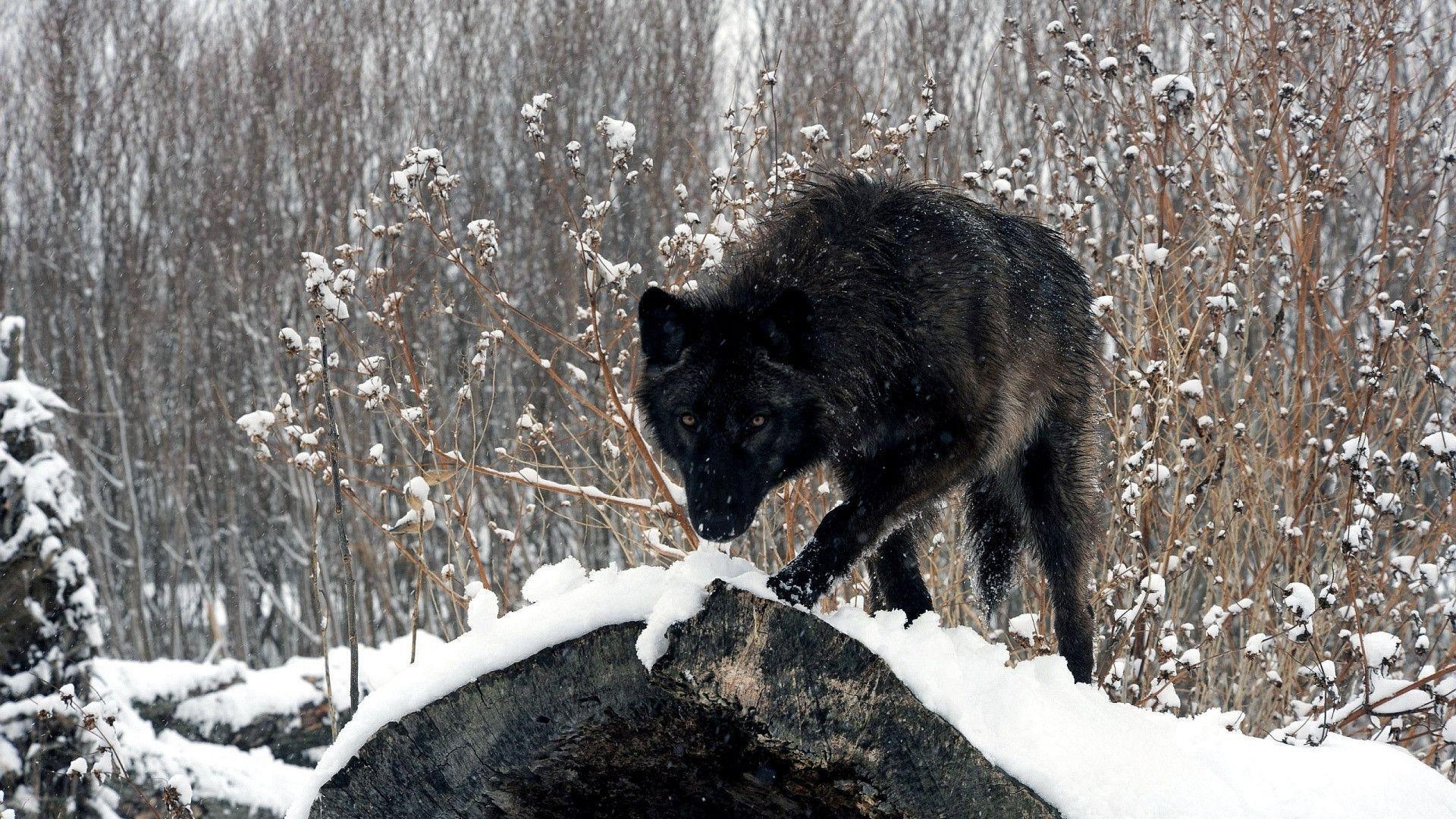 1920x1080 Black Wolf Wallpaper and Background, Desktop