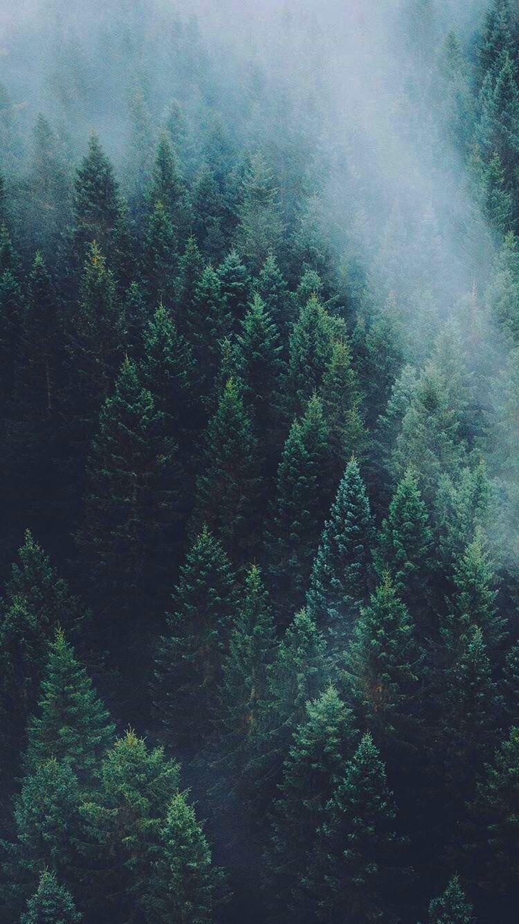 750x1340 iPhone wallpaper. Forest wallpaper, Forest, Phone