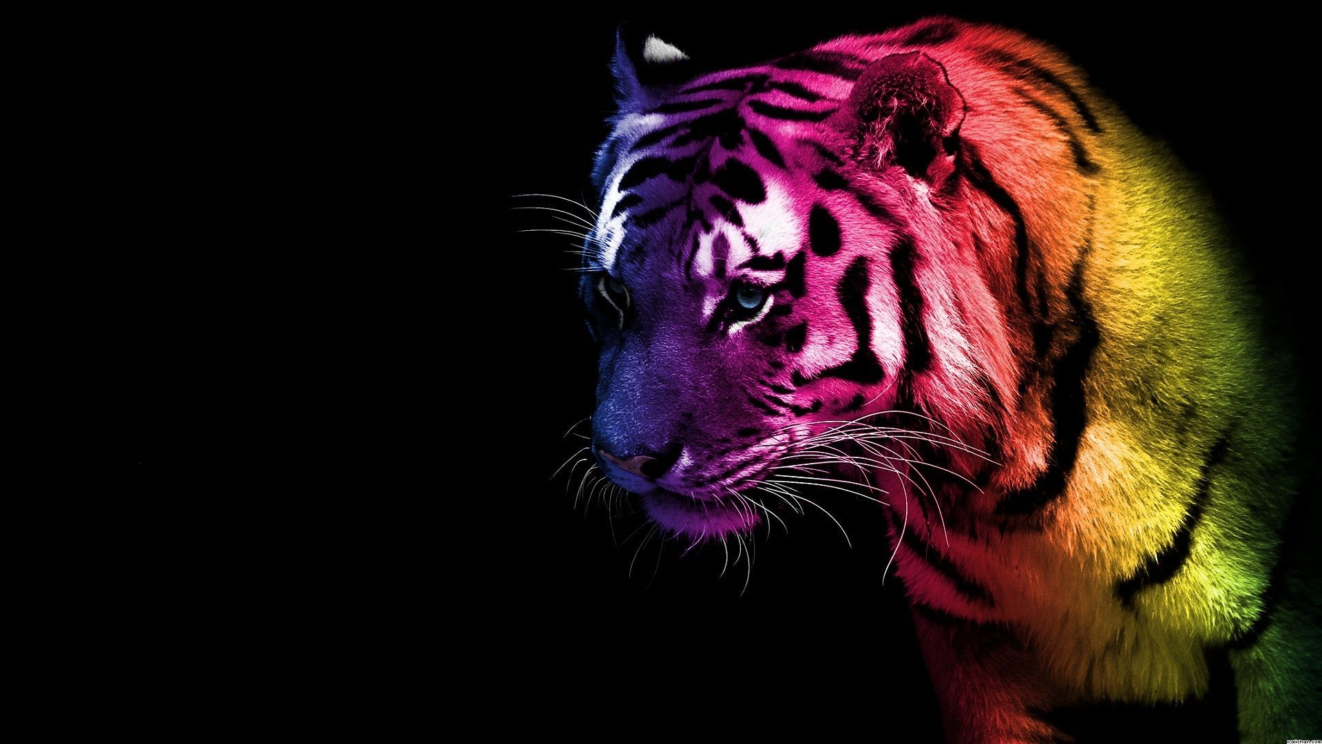 1920x1080 Colorful Tiger. Tiger wallpaper, Tiger picture, Pet tiger, Desktop