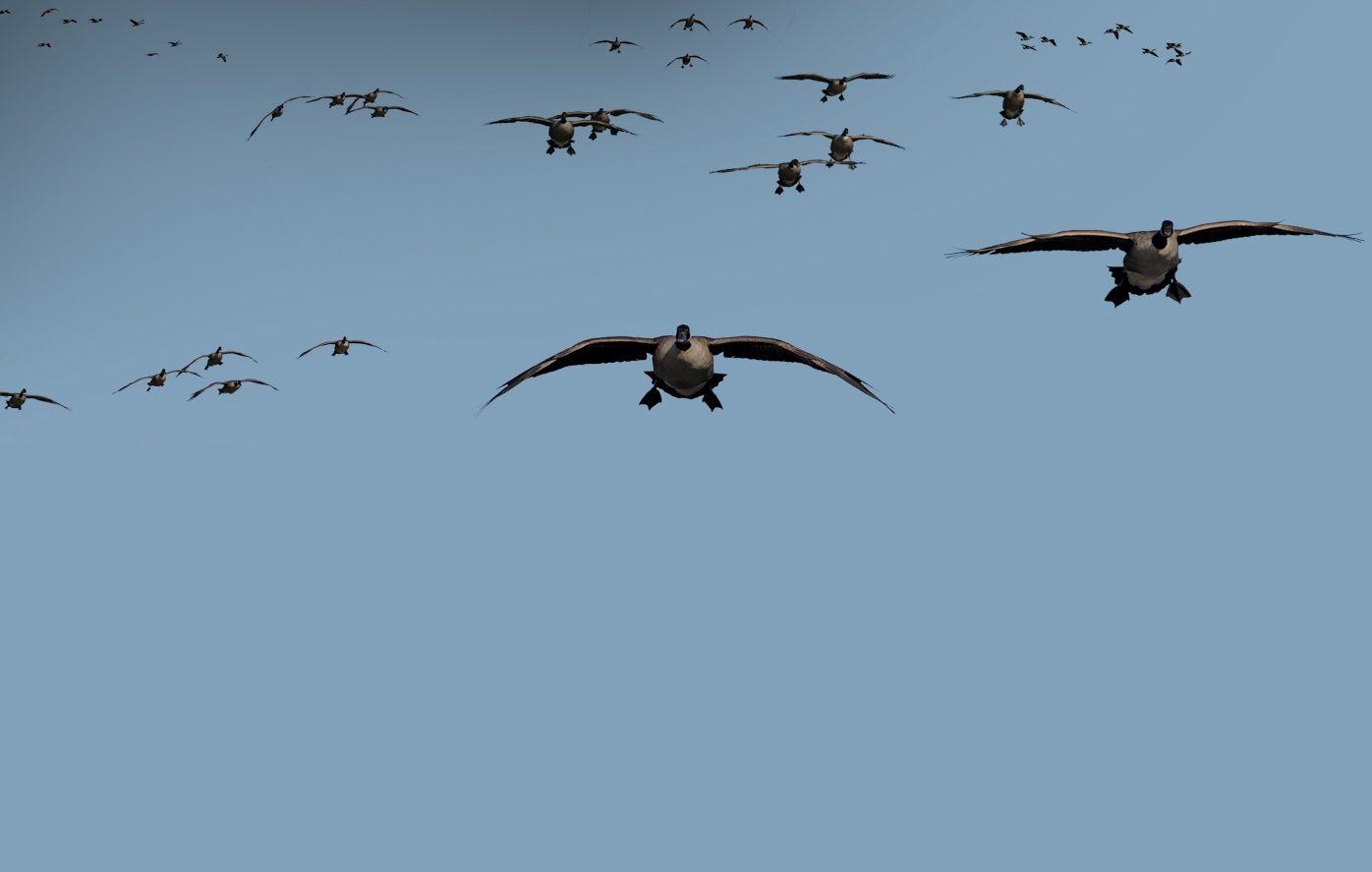 1400x890 Animals For > Goose Hunting Wallpaper, Desktop