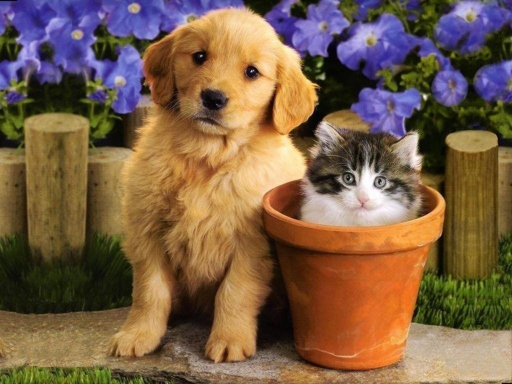 1030x770 Puppies And Kittens Wallpaper and Background, Desktop