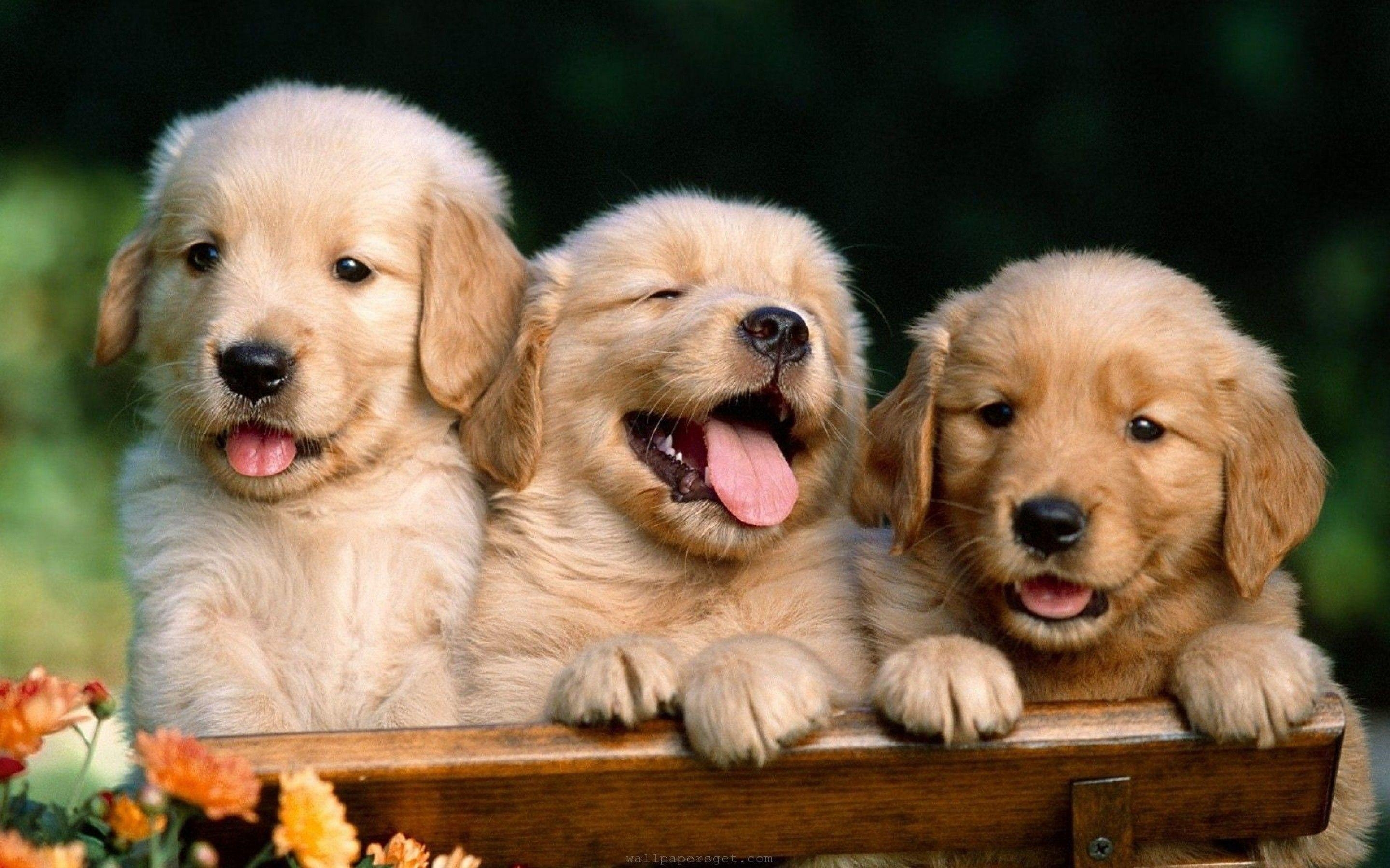 2880x1800 Cute Dogs Wallpaper HD, Desktop