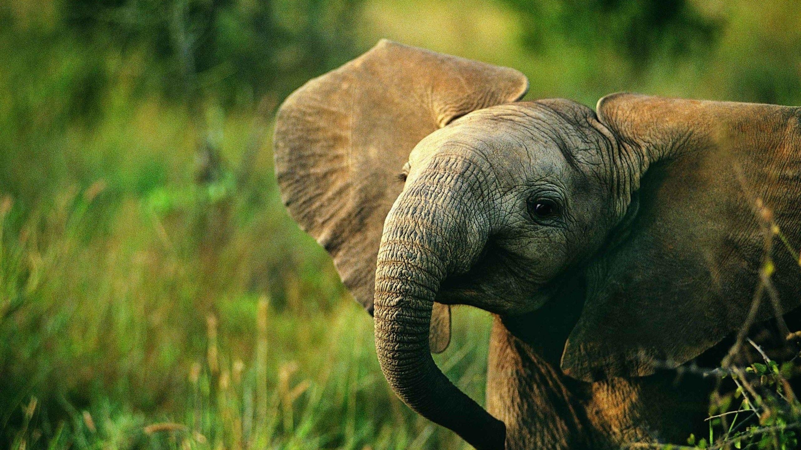 2560x1440 Beautiful and Cute Animal Wallpaper, Desktop