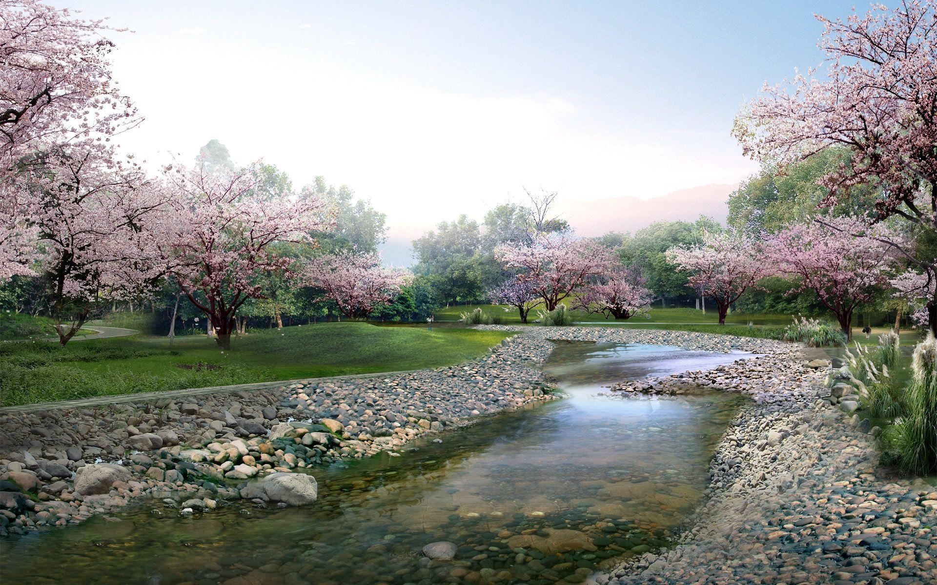 1920x1200 Beautiful Sakura Flower Wallpaper 15323, Desktop