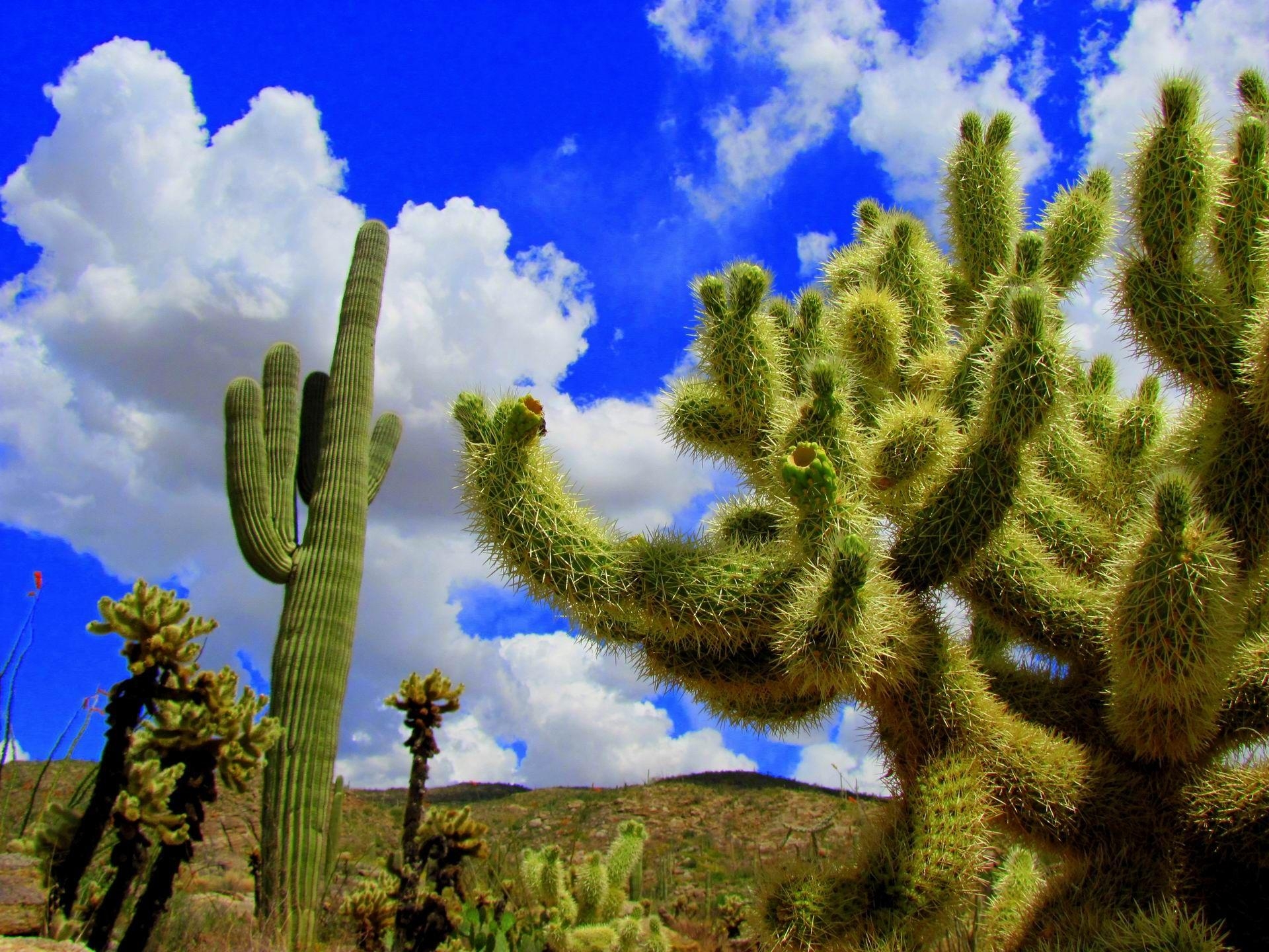 1920x1440 Saguaro National Park, AZ Around USA, Desktop