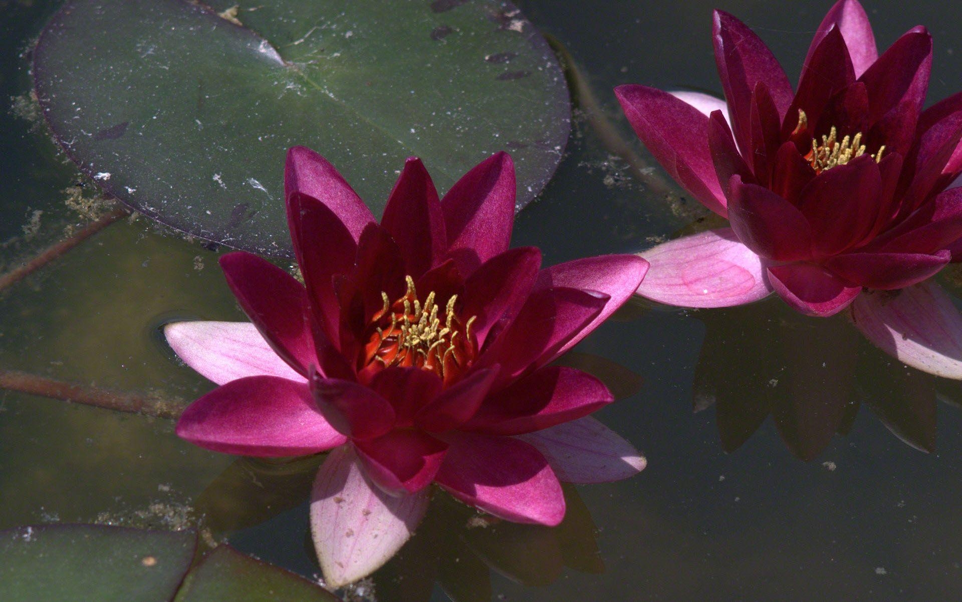 1920x1210 dark pink Water lilies wallpaper, Desktop